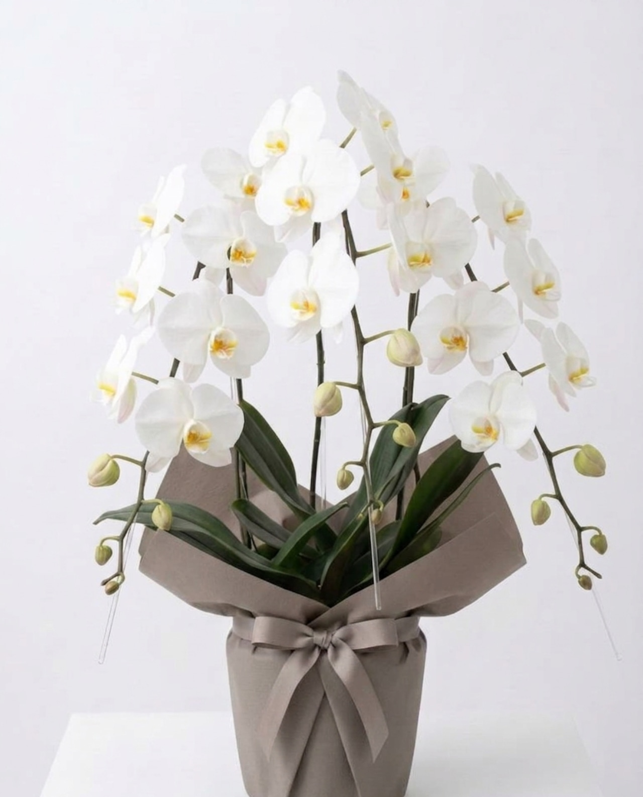農家直送 大輪 胡蝶蘭 鉢植え A-72