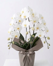 農家直送 大輪 胡蝶蘭 鉢植え A-72