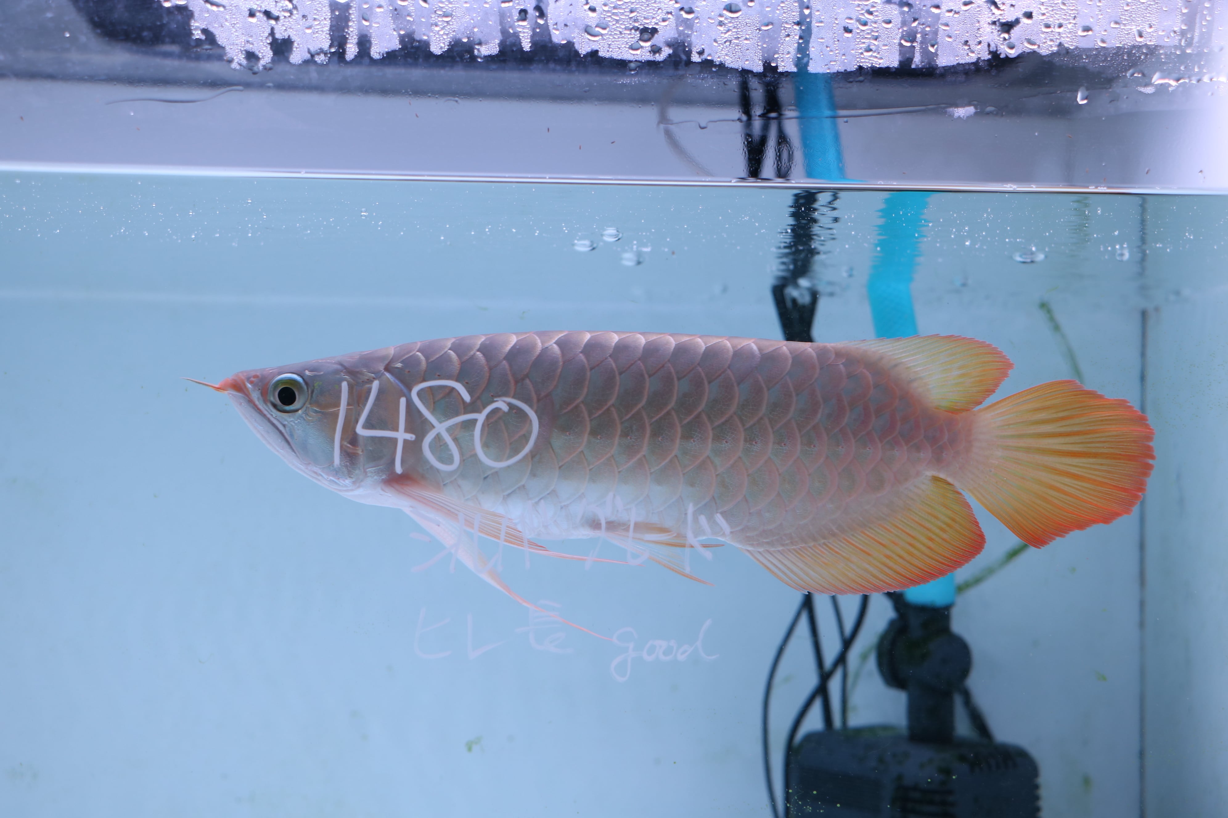 200,001円〜 | アロワナ等の大型魚・熱帯魚のオンライン販売店