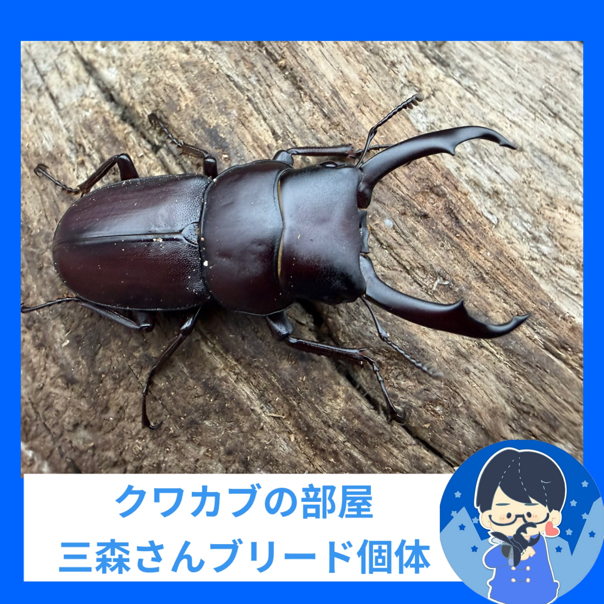 国産クワガタ生体 | KPW BASE店