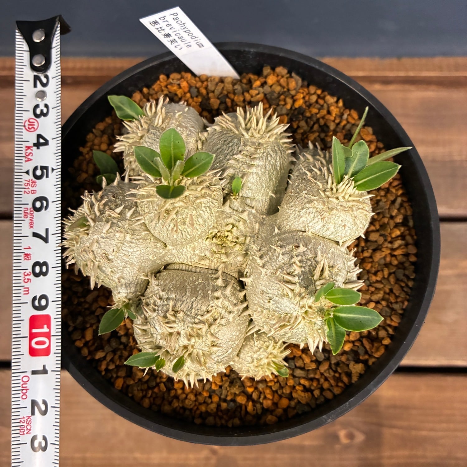 新着3日限定10%OFF】パキポディウム ブレビカウレ(恵比寿笑い)【548