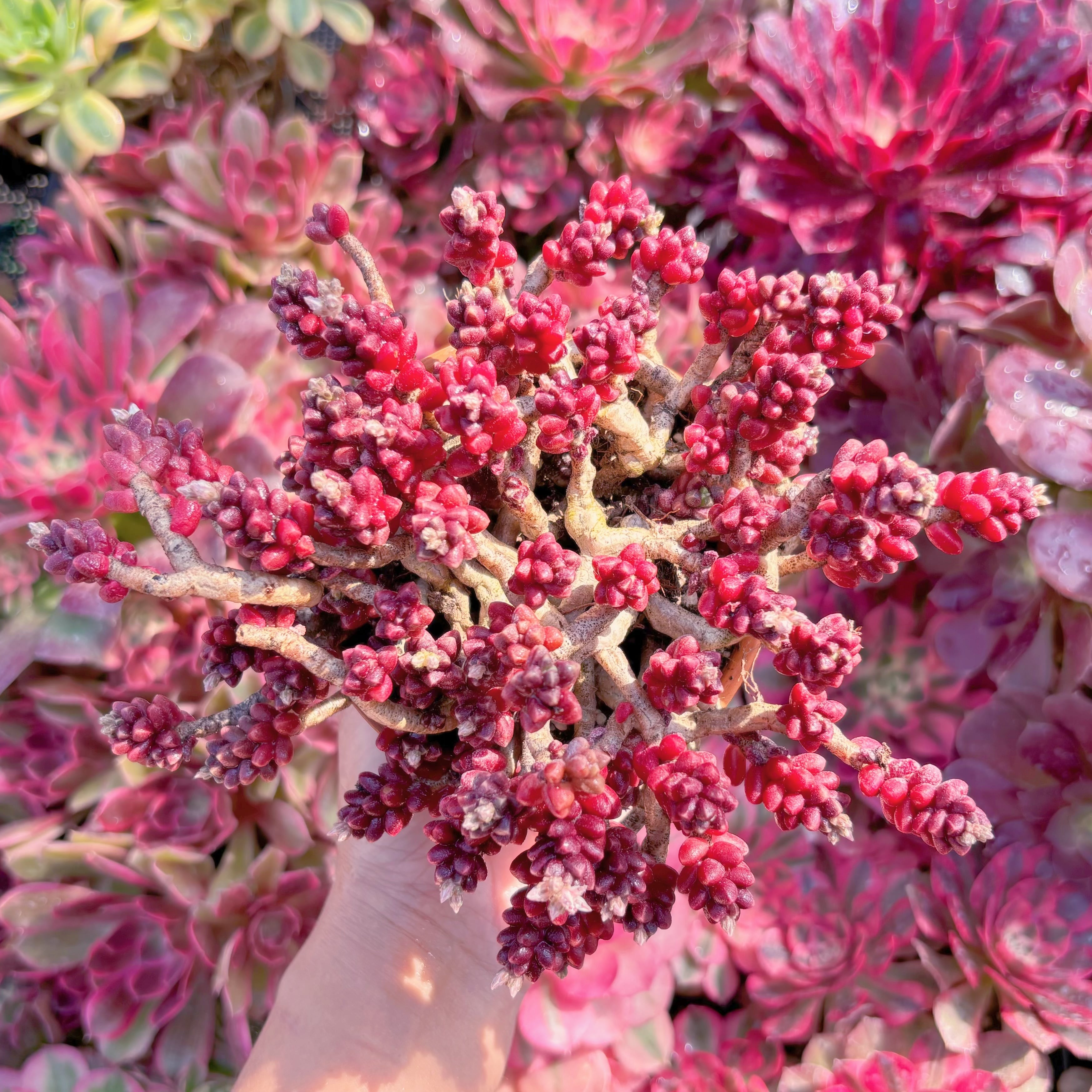 現品　珊瑚礁#M042　新入荷　るる農園