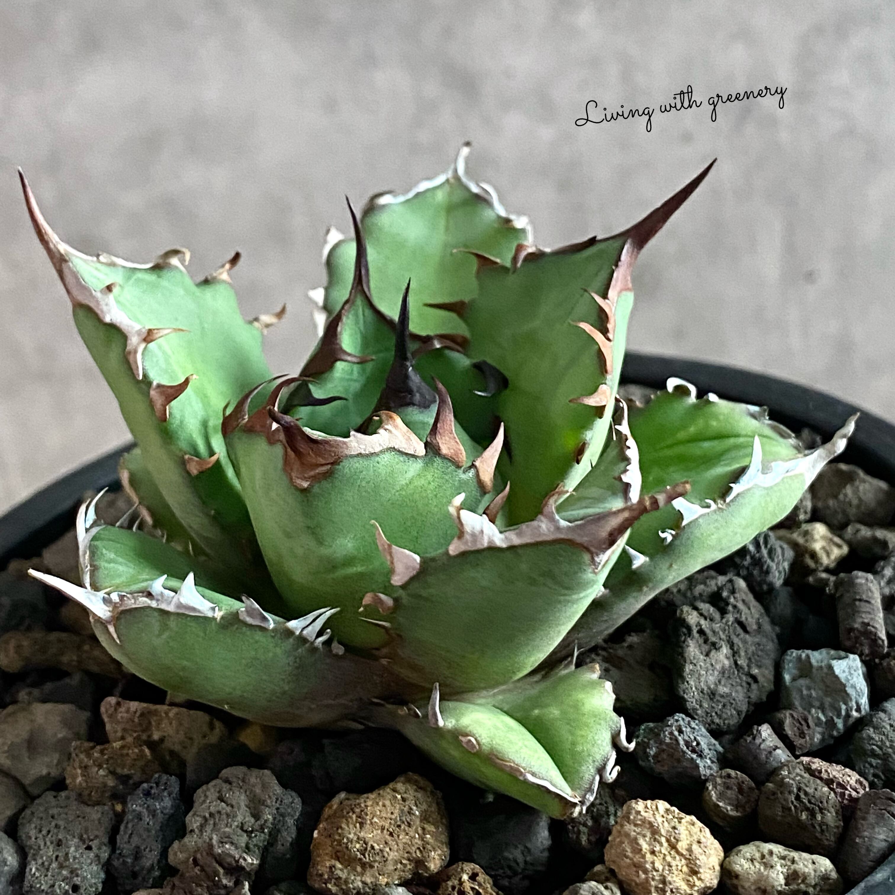 agave titanota fo 076/アガベ チタノタ fo 076 【観葉植物】【多肉 ...