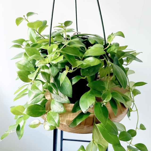 《人気》エスキナンサス モナリザ ハンギング 観葉植物 calm cafe