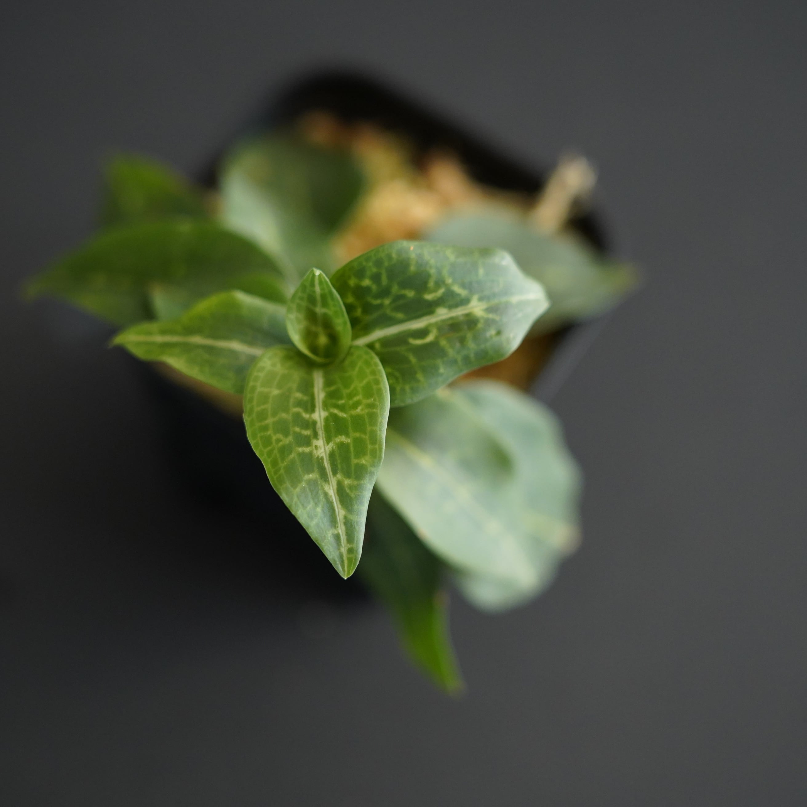 ジュエルオーキッド,ミヤマウズラ黄金斑 ◇現品◇ミヤマウズラ Goodyera schlechtendaliana【ジュエル