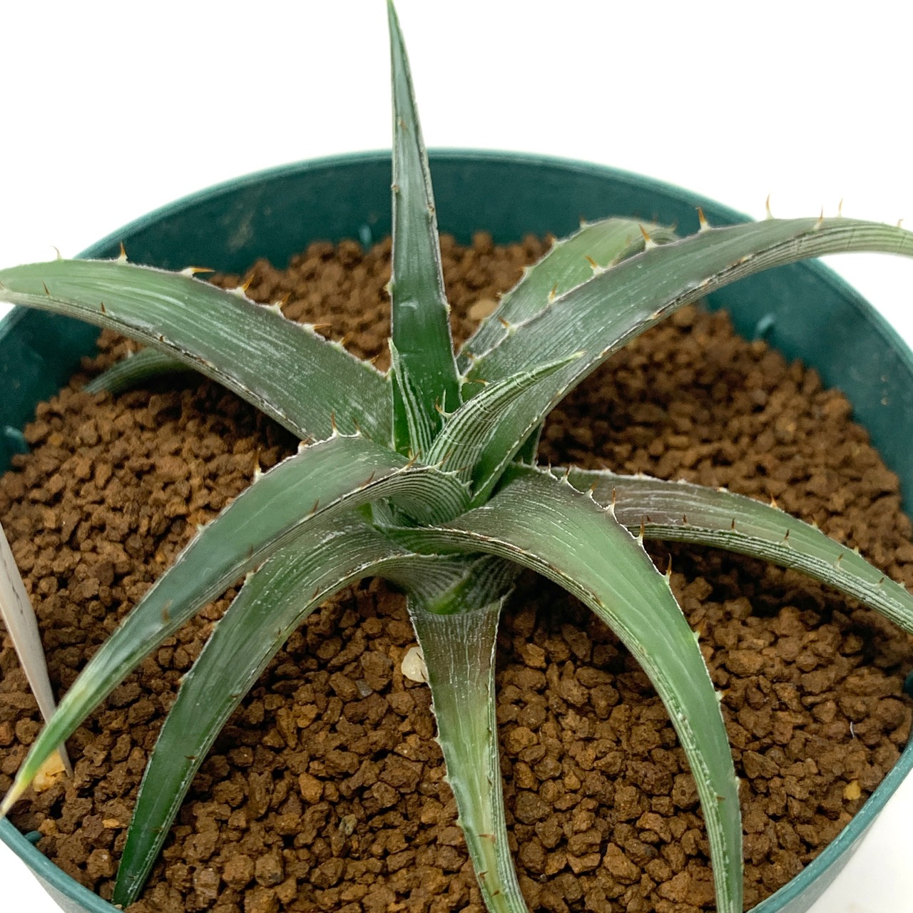 ディッキア レモティフローラ【665】