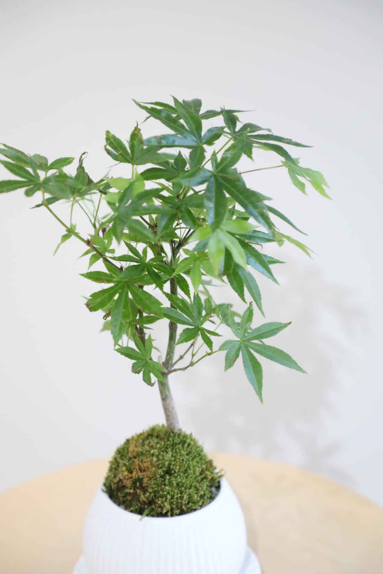 S】ヤマモミジ 盆栽/Japanese maple bonsai | 【厳選植物・器】MIDORI