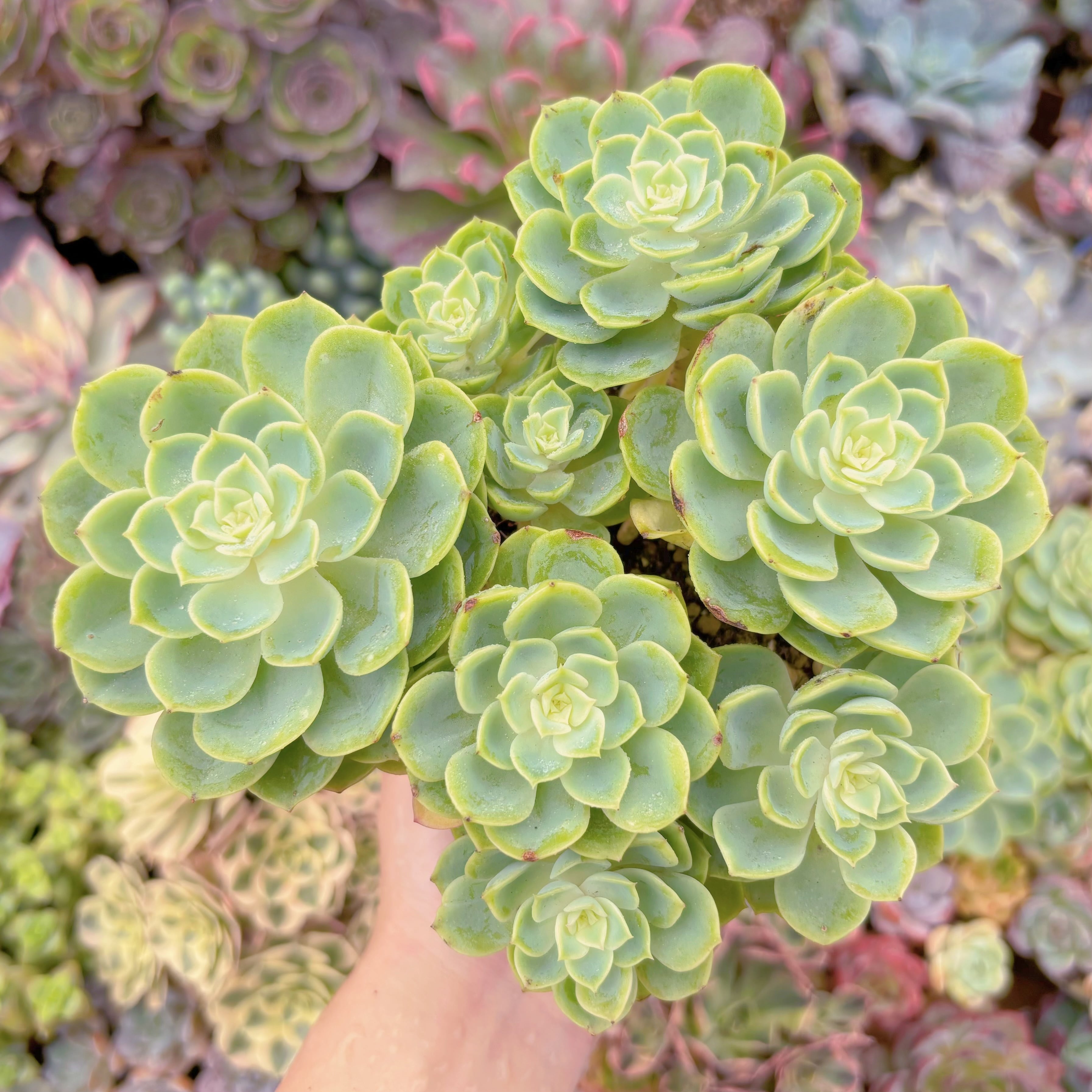 現品　メロン#F019　大群生　るる農園