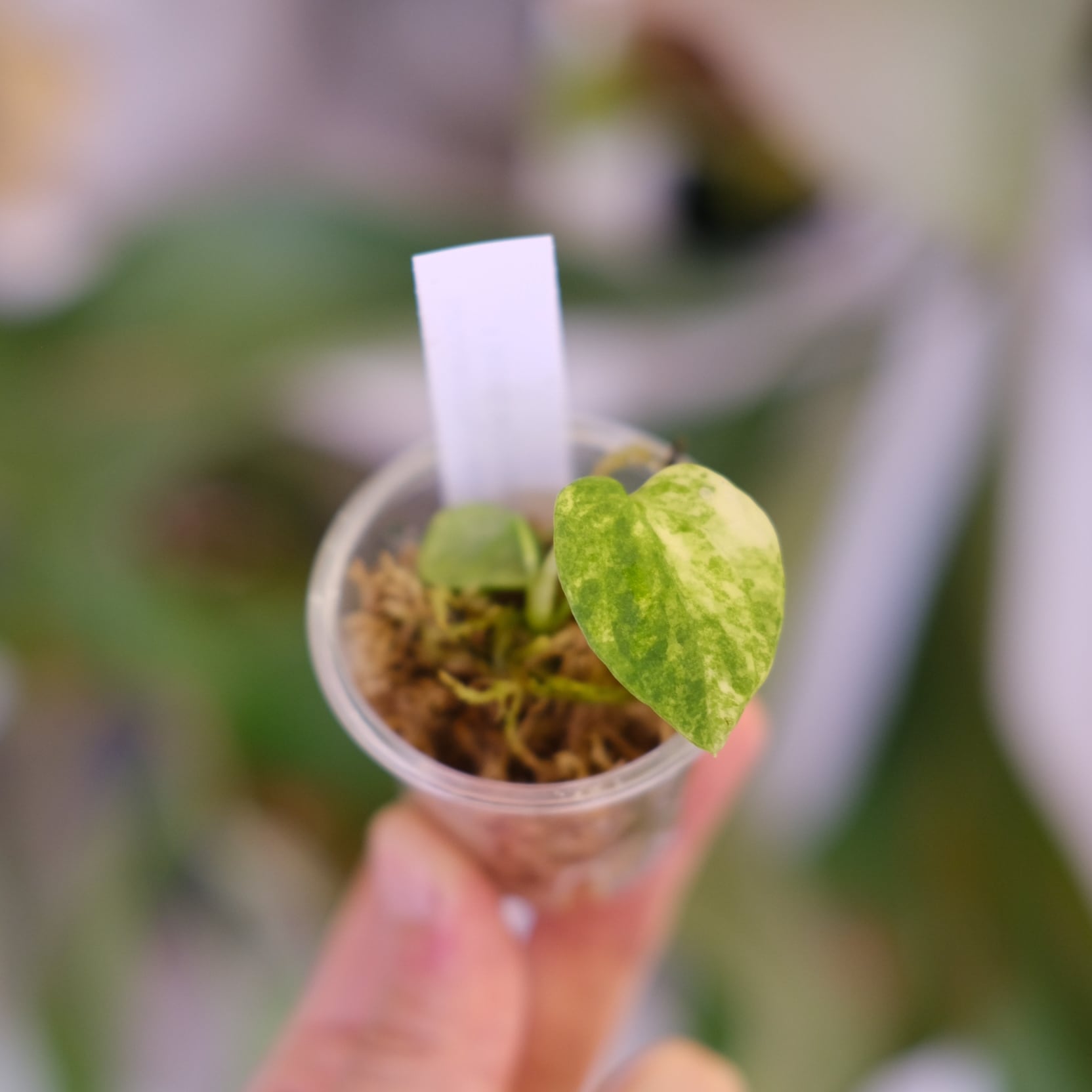 Anthurium (Papililaminum variegated × Crystallinum marble