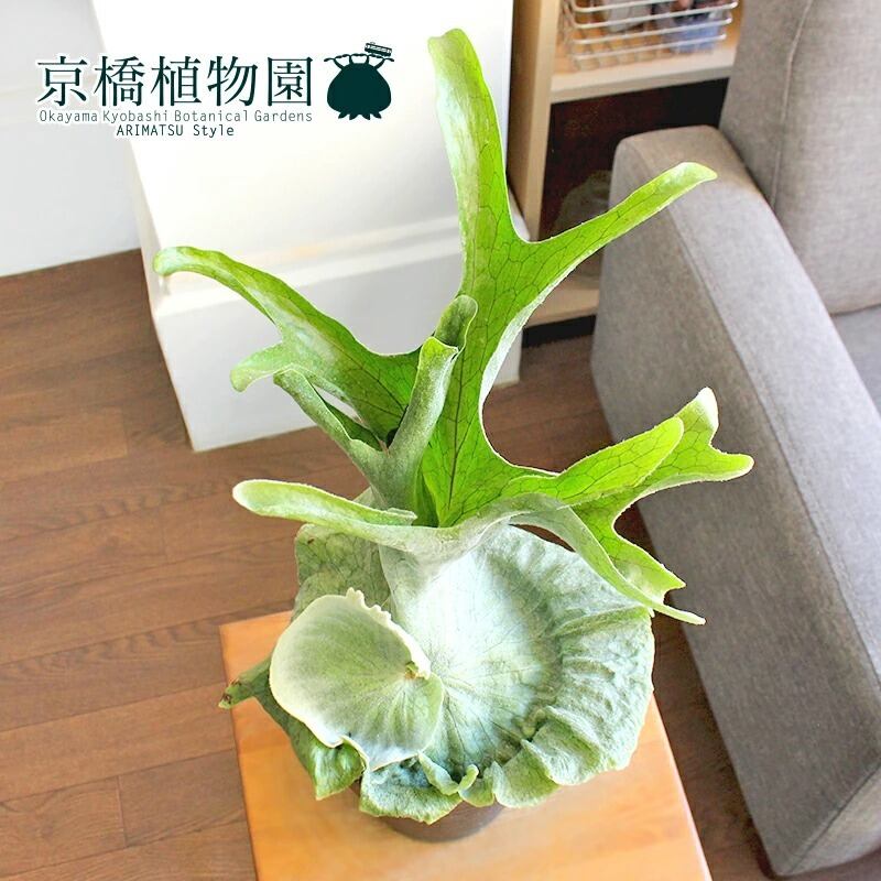 現品】コウモリラン ビカクシダ・グランデ 7号 j8