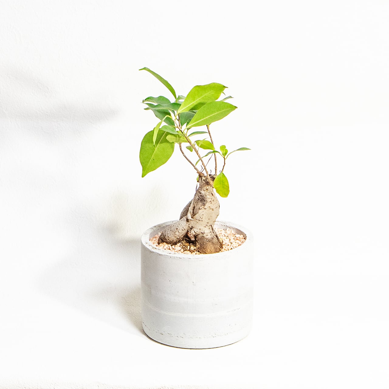 【力強く絡み合う太い根】個性的な樹形のガジュマル。植物を引き立てる無骨な手づくりモルタル鉢。根腐れを防ぐ独自配合の用土を使用|虫発生抑制/全国一律送料850円