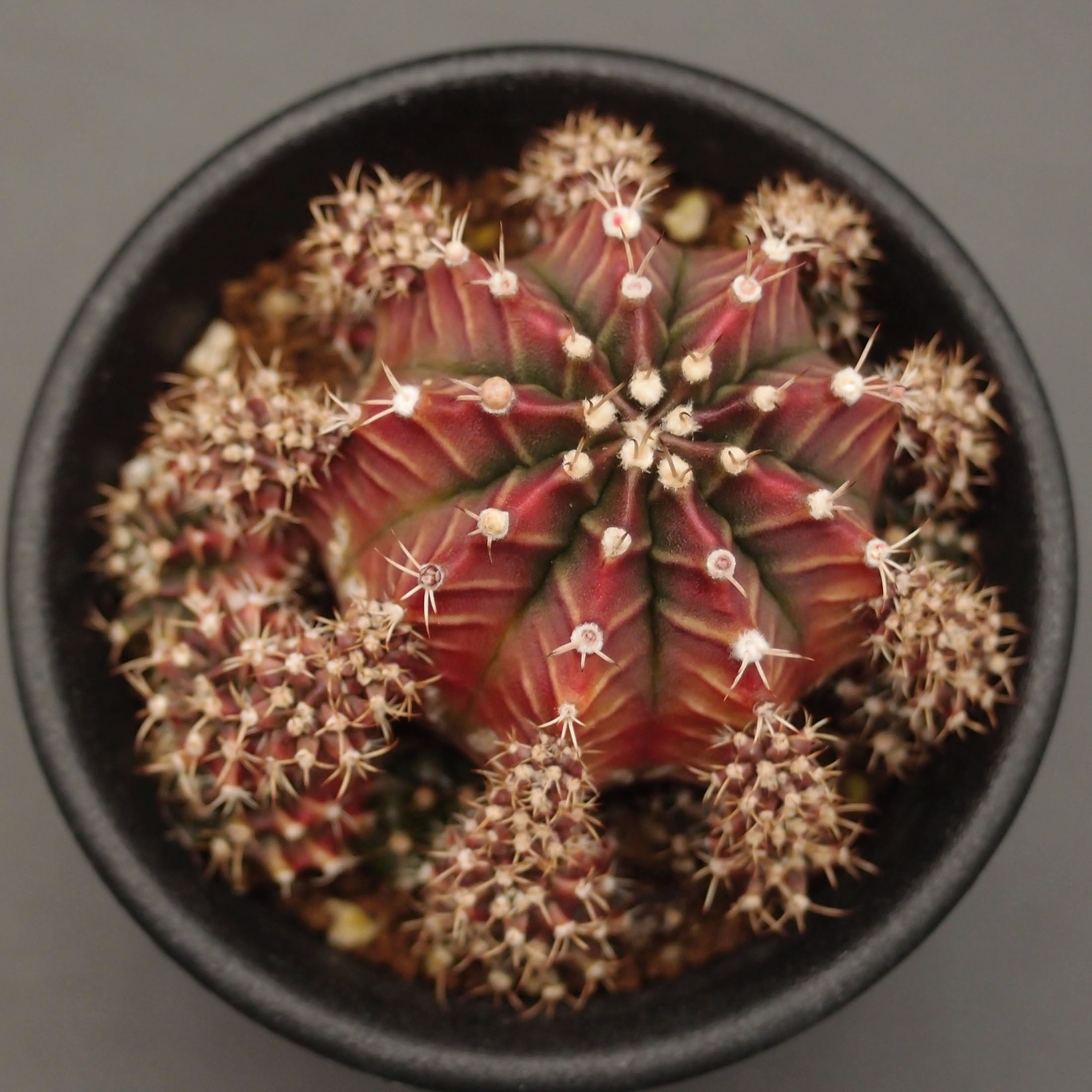 黒刺鳳頭 (B01)：ギムノカリキウム属 ※実生 | 万緑 BAN RYOKU