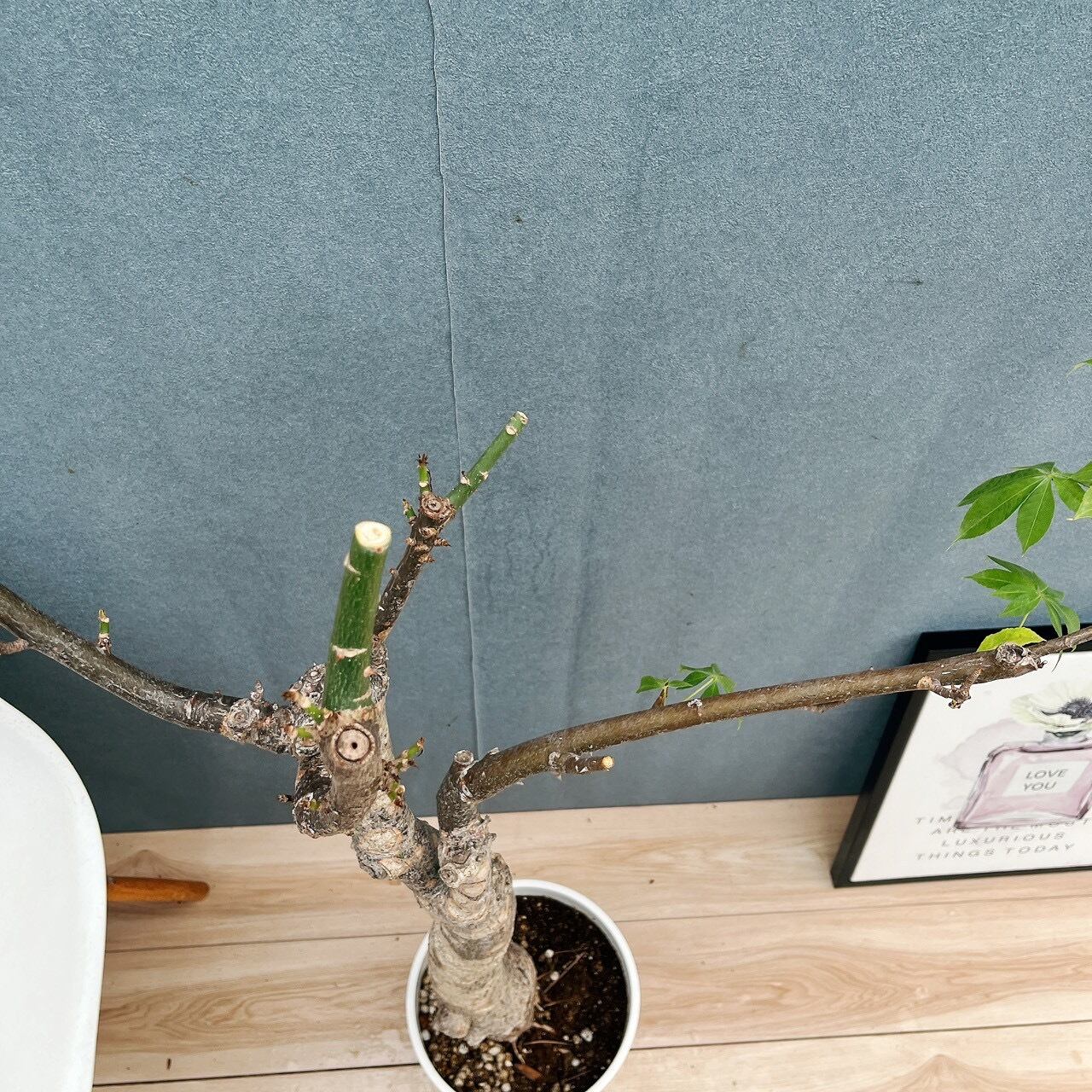 現品　トックリキワタ　南米桜　観葉植物　徳利木綿　落葉樹　インテリアグリーン 現品］☆珍しい☆ 19番 トックリキワタ 8号 南米桜 観葉植物 レア 徳利