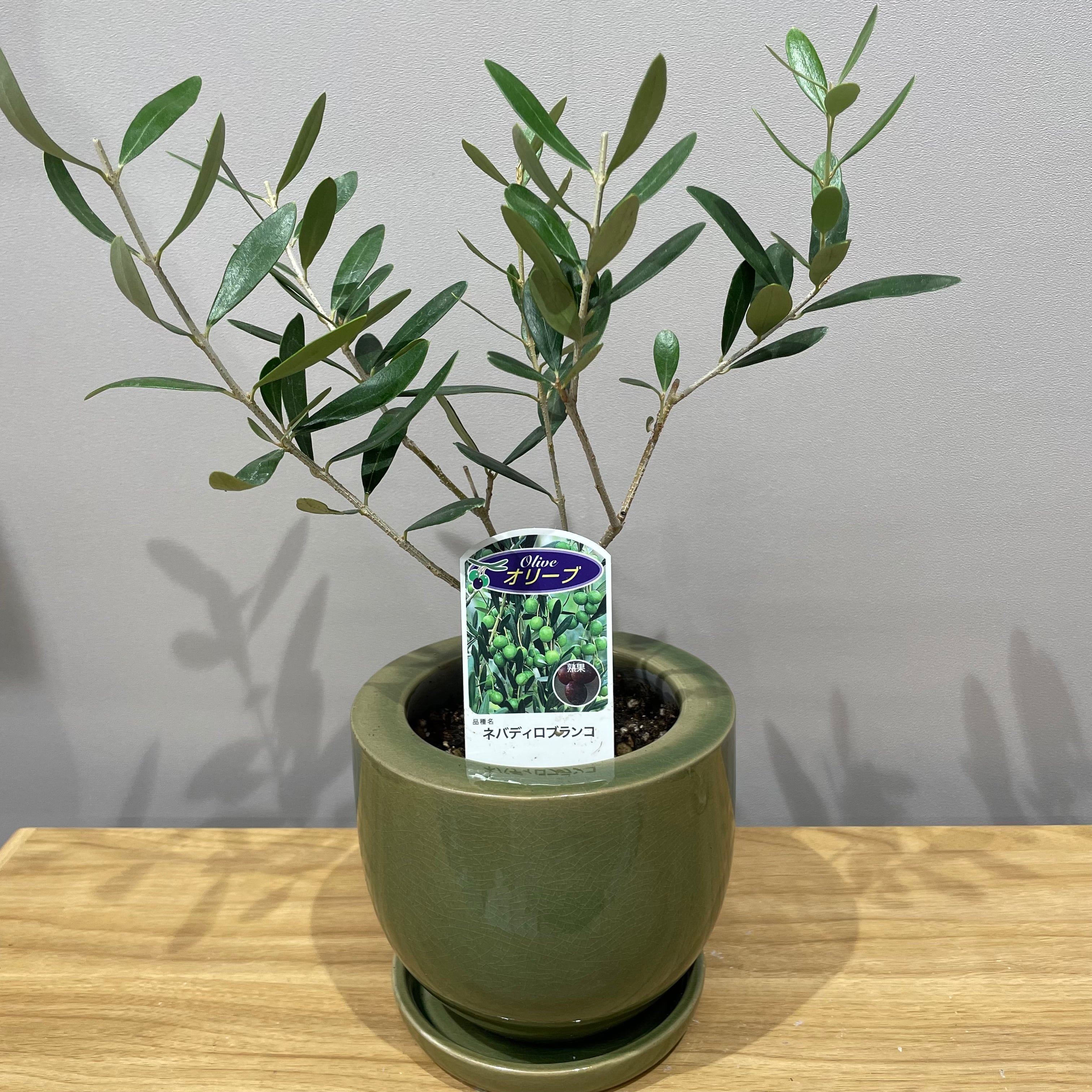 オリーブ ネバディロブランコ | フラワー＆グリーン クラウディア