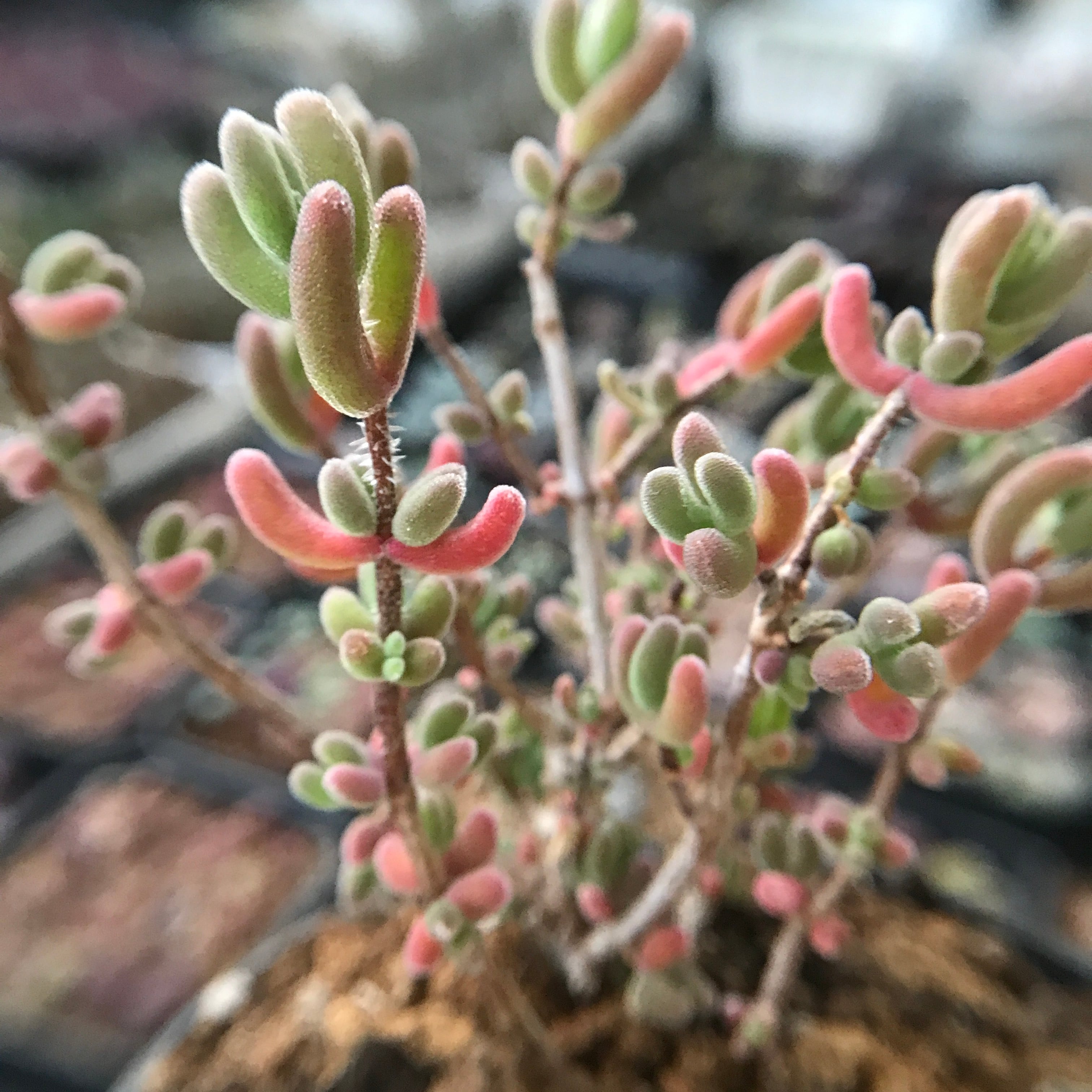 新入荷 超可愛い レア 多肉植物 ドロサンテマム キラキラ 瑠璃 抜き苗 