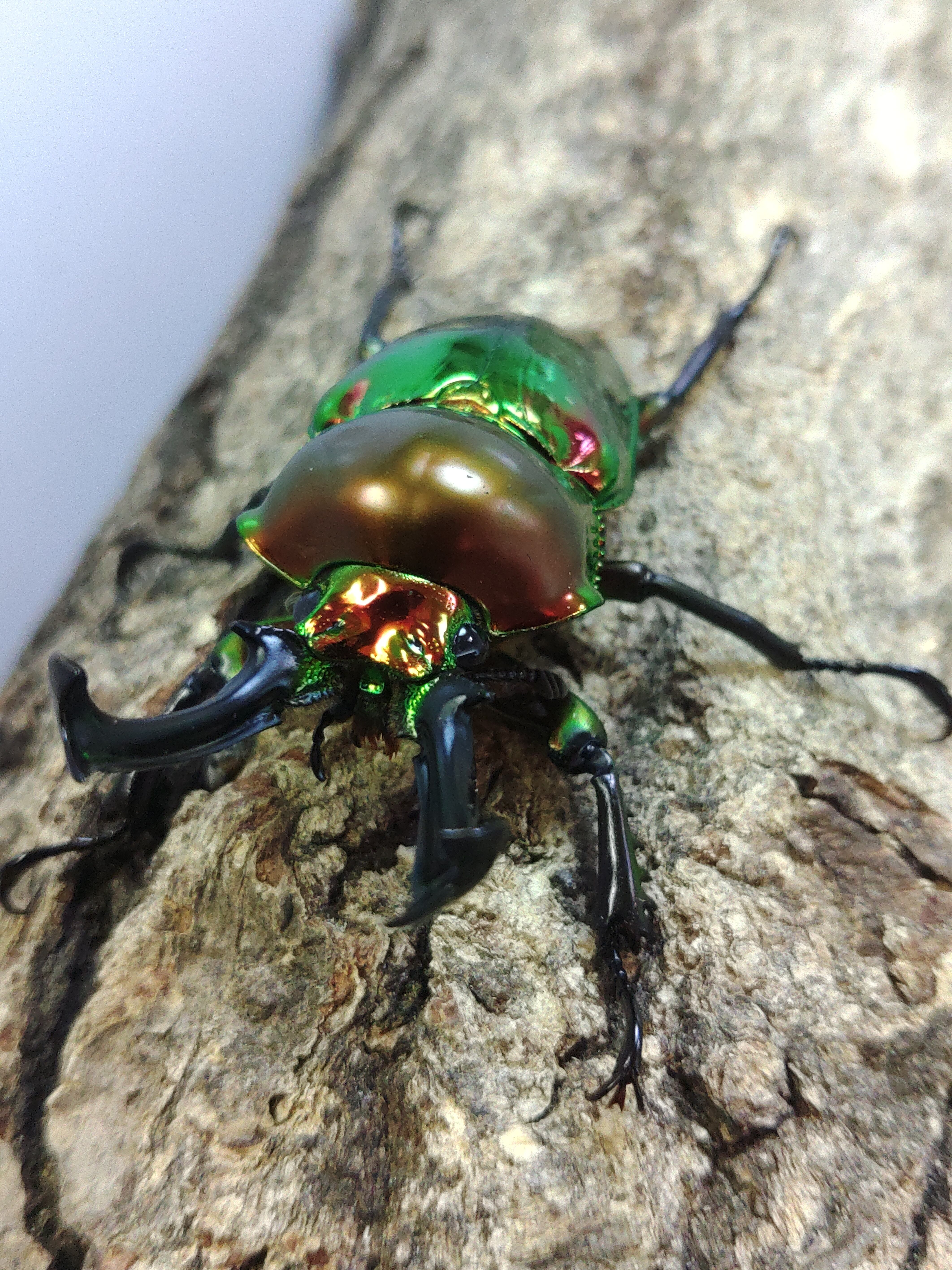 メタリフェルホソアカクワガタ ペア ♂82㎜ | くわバカおやじ