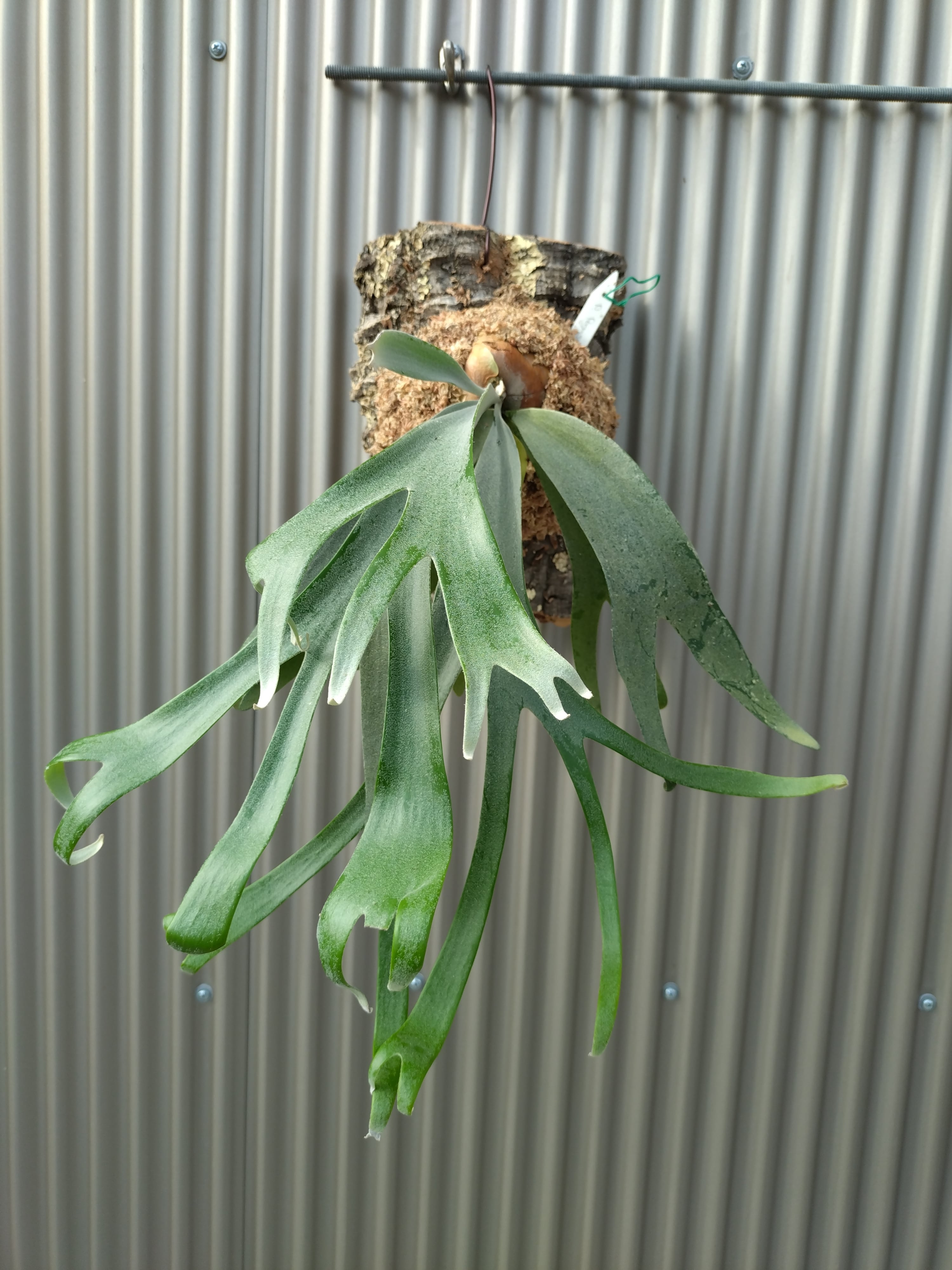 MK ビカクシダ ドワーフや様々な人気種、そしてPOTも含め 沢山のビカクシダを持って