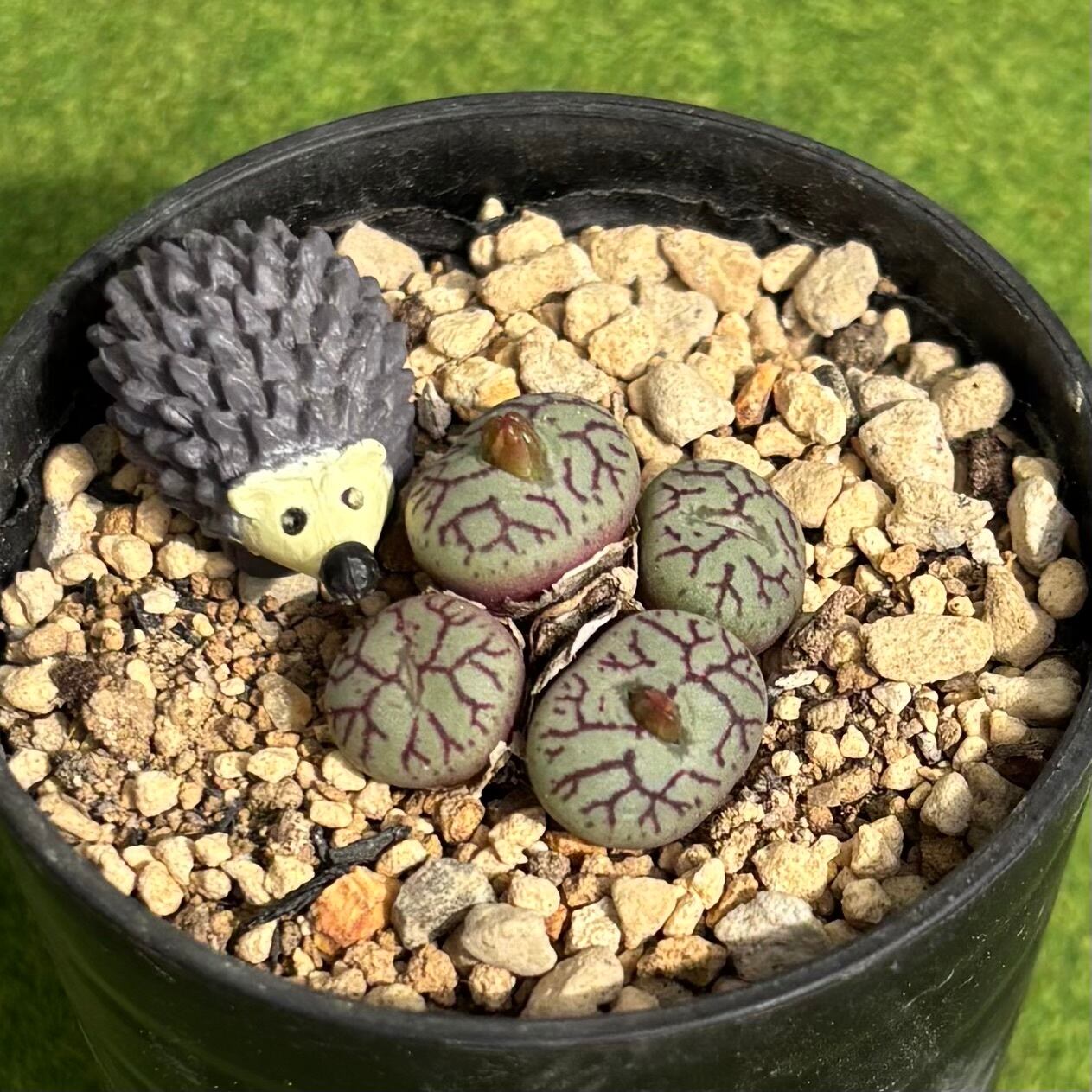 ラジエル② 2苗入り】エケベリア ラジエル ② 多肉植物 多肉 韓国苗