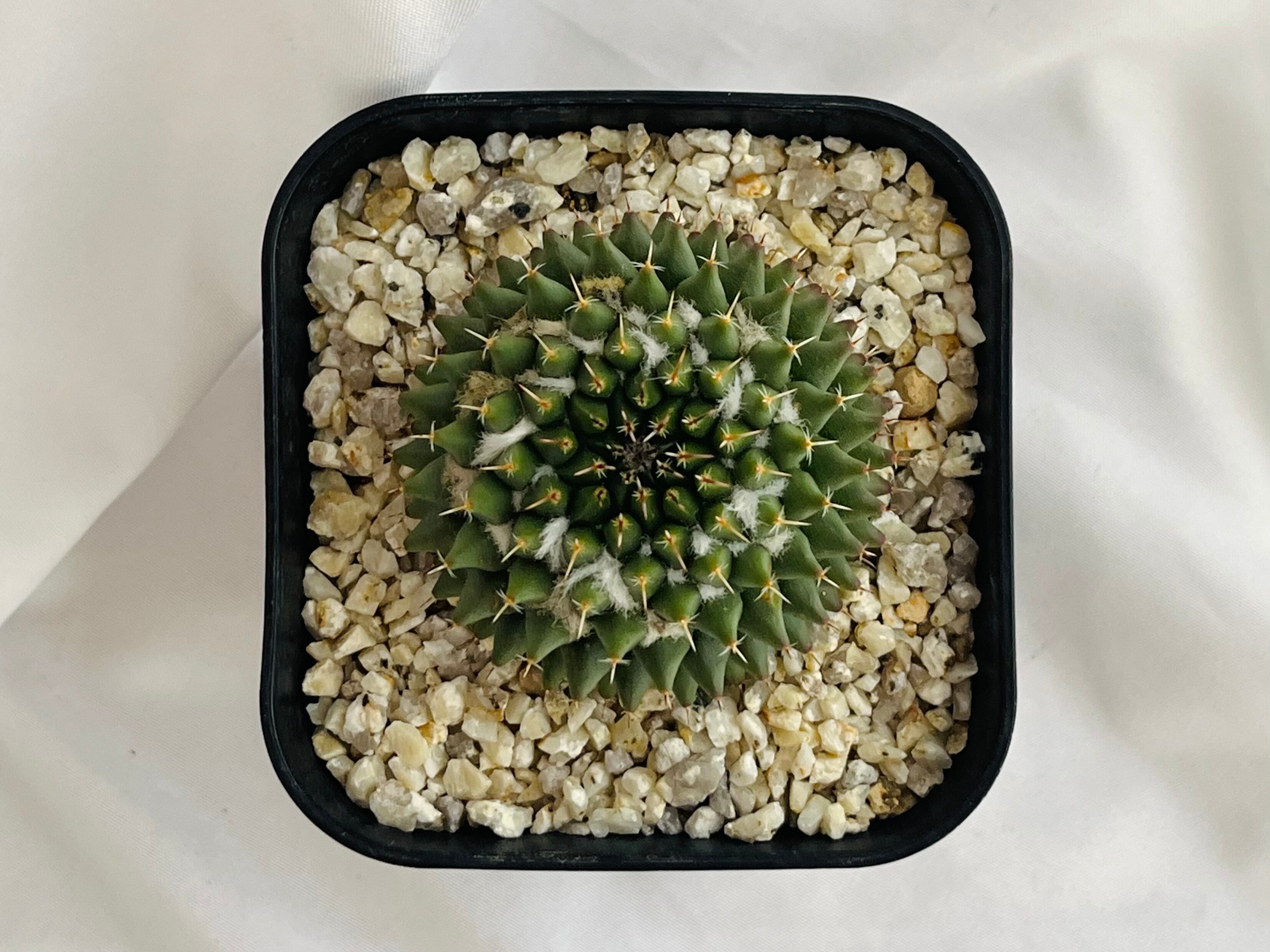 Mammillaria sempervivi v. caput-medusae マミラリア 景清 サボテン