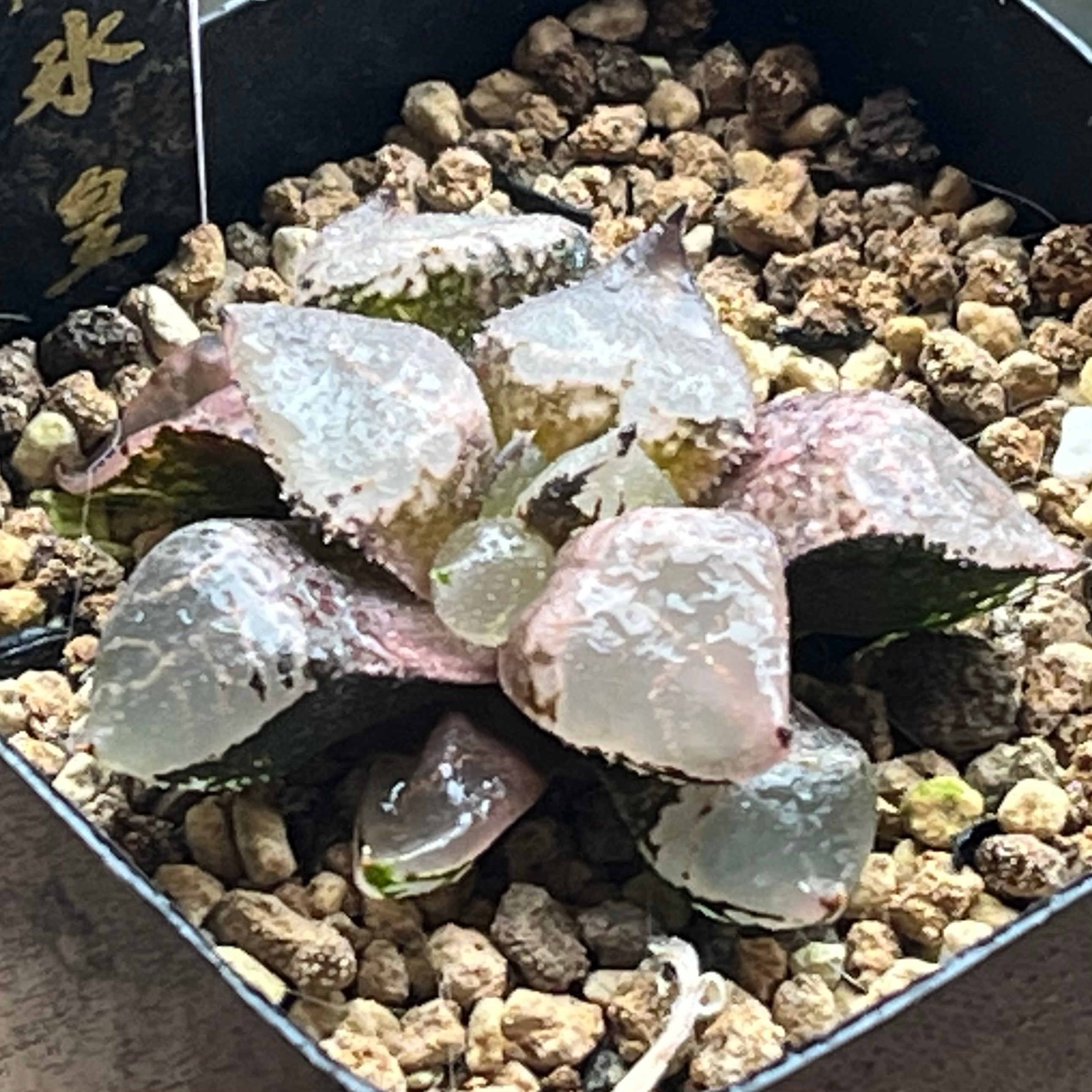 ハオルチア ジェリーフィッシュ錦 | mocono_plants