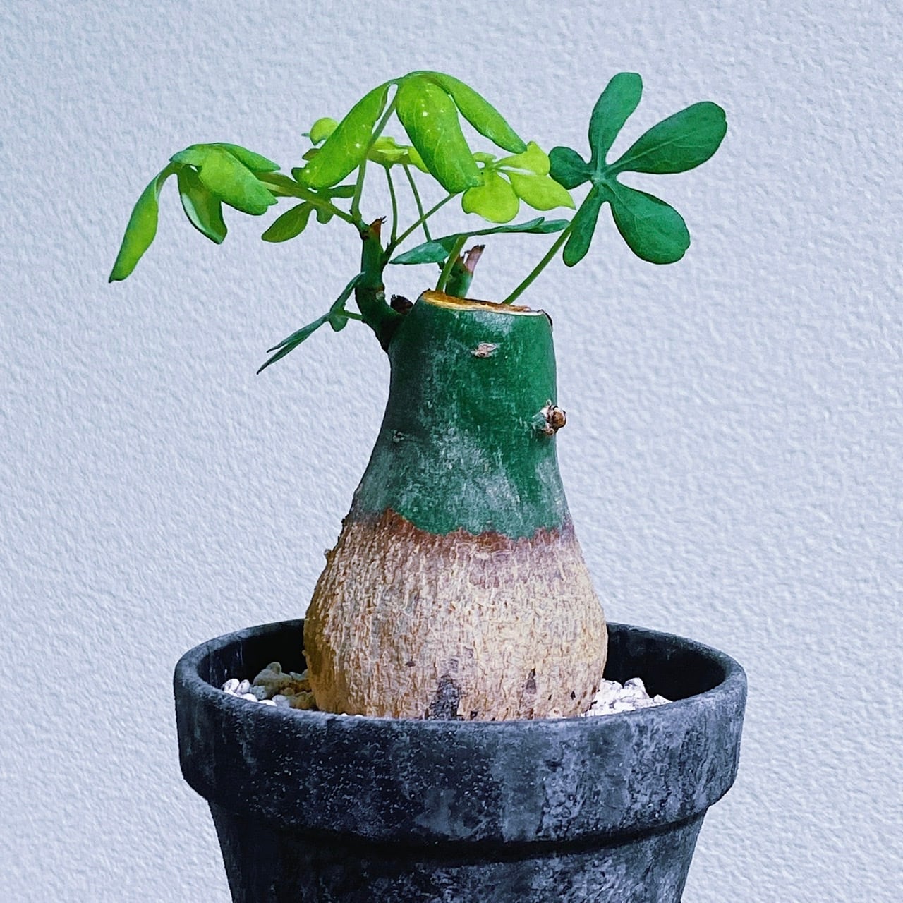 現品】塊根植物（コーデックス）：アデニア・グラウカ 7号 K9番 