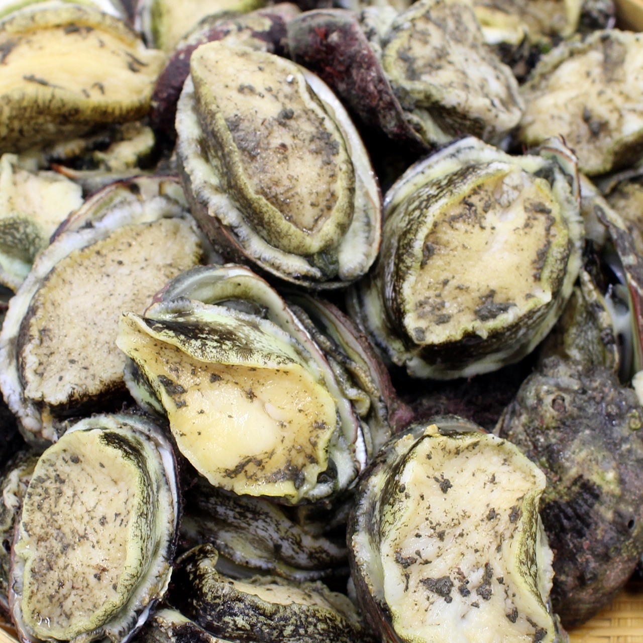 鹿児島県産　アナゴウ貝　生食も可能な超低温急速冷凍　1㎏入
