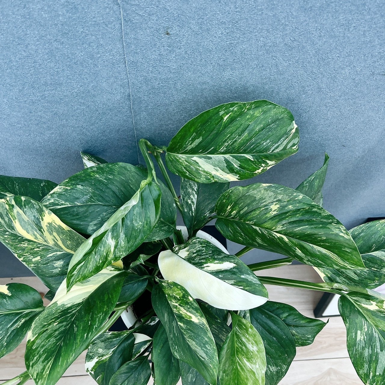 ［現品］【希少】12番　モンステラレクレリアナ　斑　観葉植物　室内　大型　レア 現品］【希少】21番 モンステラ レクレリアナ 斑入り 5号 観葉植物