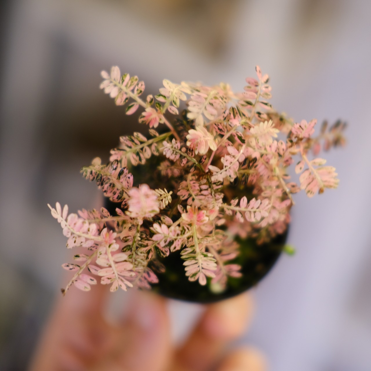 Phyllanthus urinaria 'Pink Variegated'│フィランサス・ウリナリア ピンク斑入り⑤│観葉植物