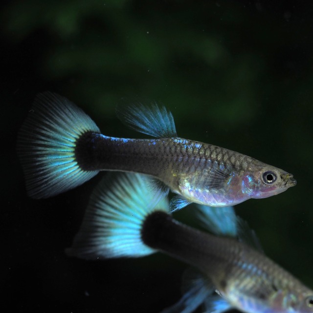 ドイツイエロータキシードリボン　若魚1カルテット＋おまけ1ペア
