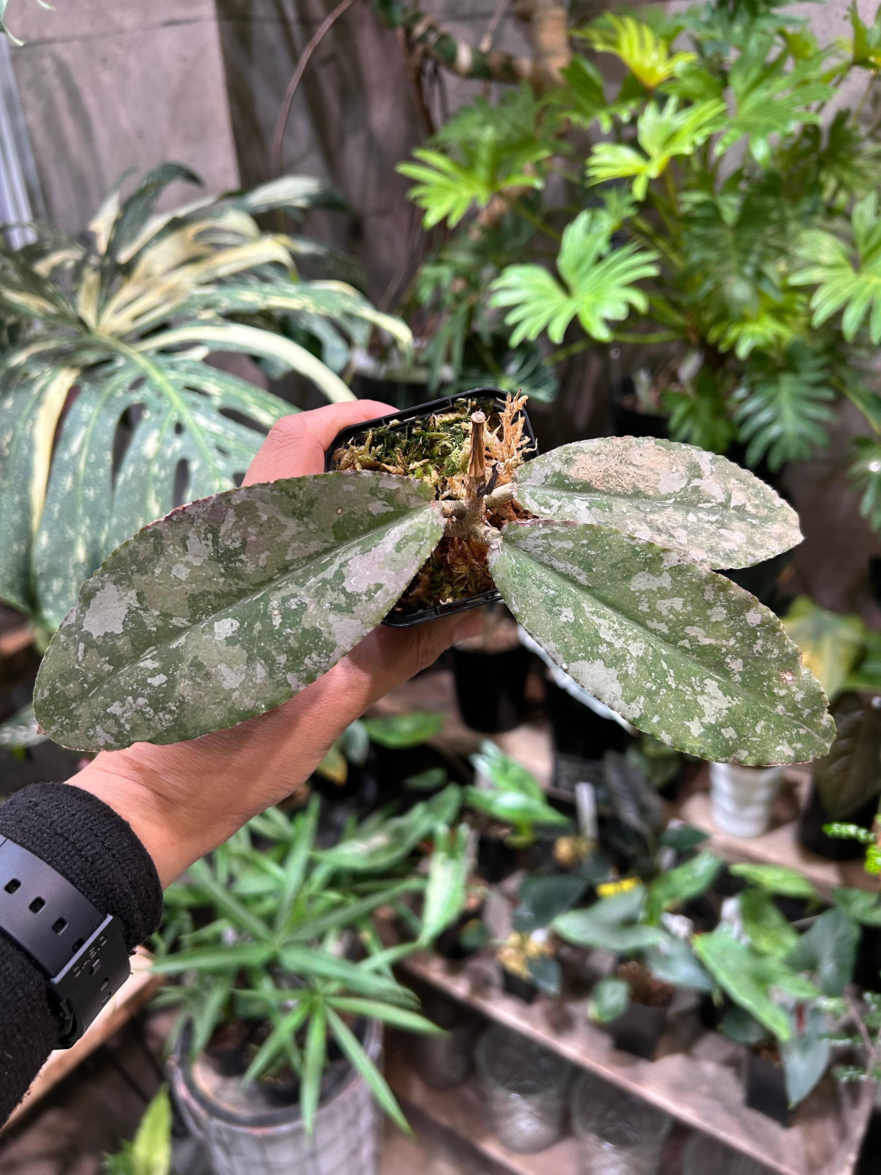 ホヤ グヌンガディン ゴースト | MIDORIYA 観葉植物専門店