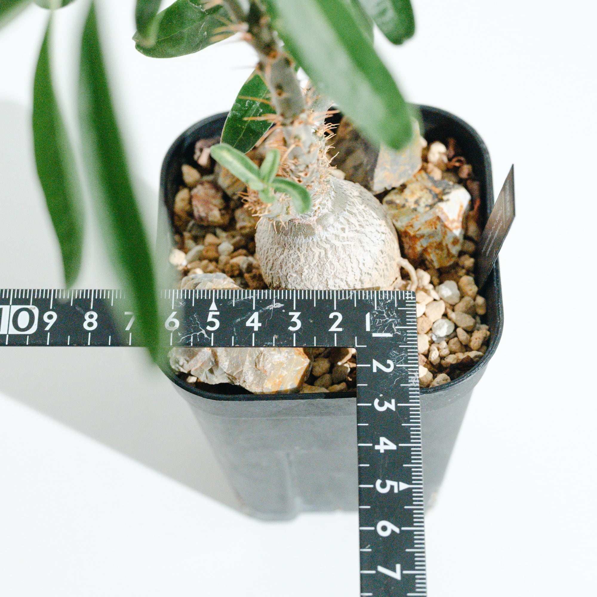 EMP パキポディウム サキュレンタム セクシー株 実生 / pa389 パキポディウム・サキュレンタム（Pachypodium succulentum）_実生株_