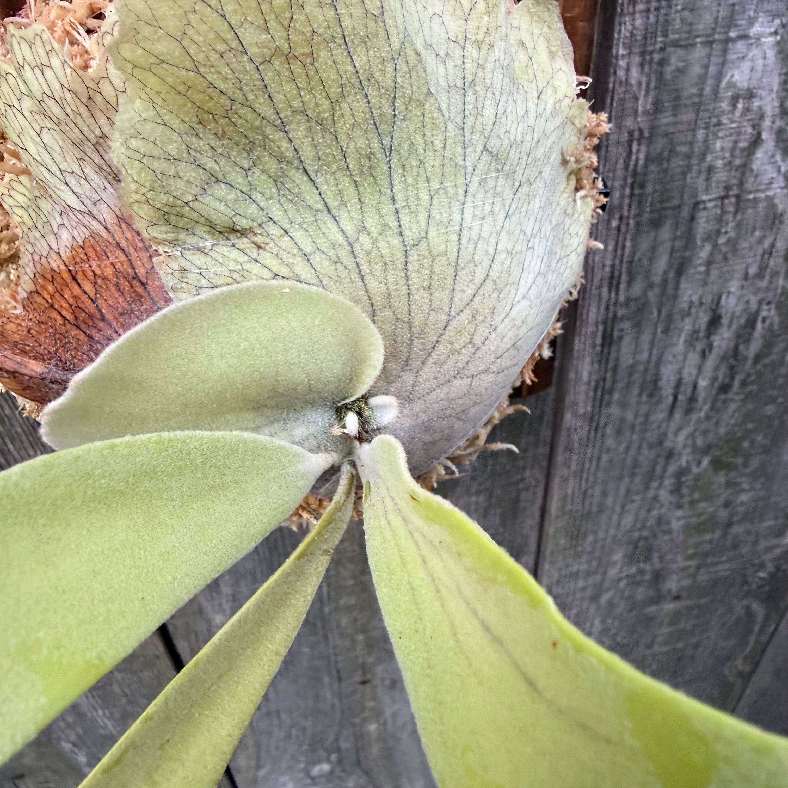P. willinckii cv. Aplus special (pup) | naturefix