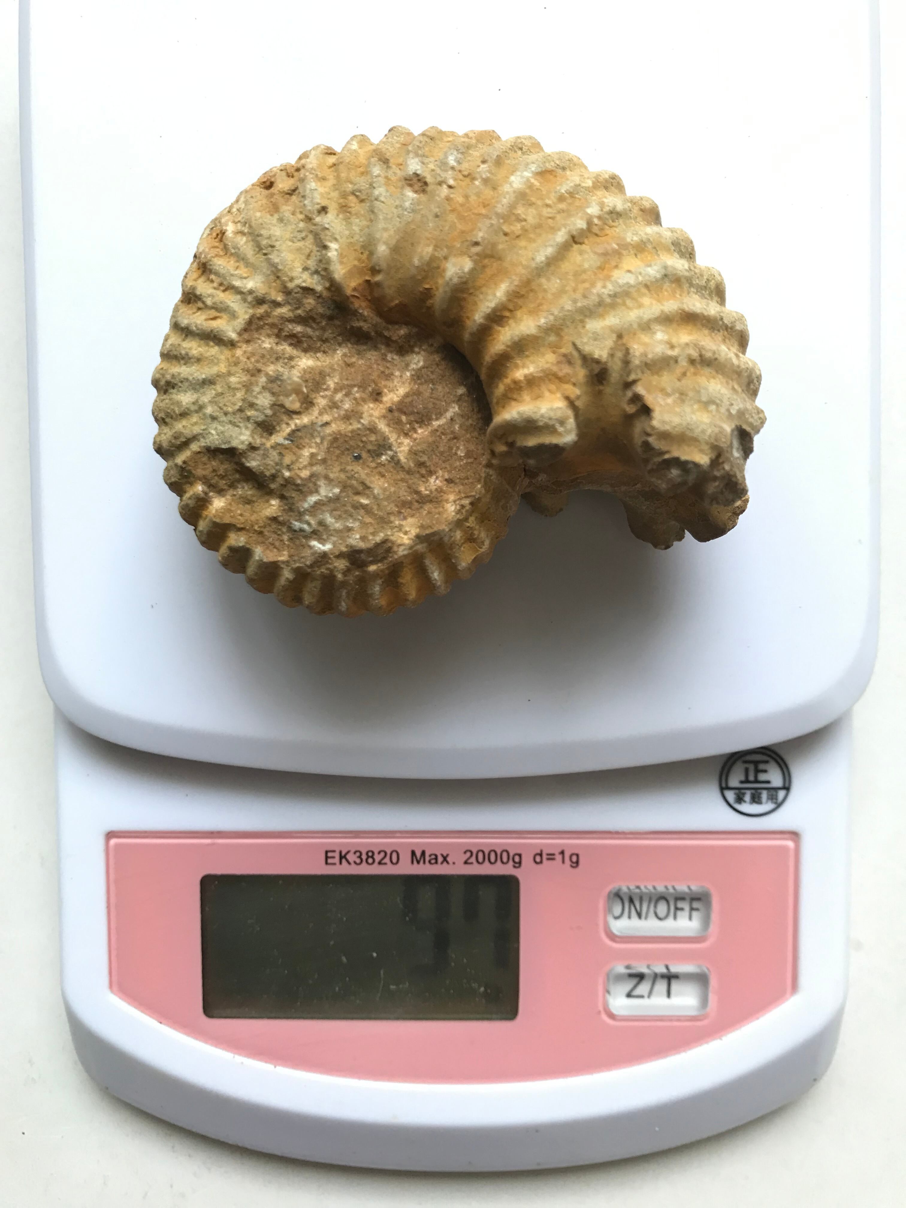 マダガスカル産アンモナイト-キャライコセラス（Calycoceras）） | Pay ID