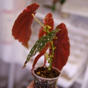 Begonia maculata variegata 'Pink'｜ベゴニア マクラータ ピンク斑入り｜観葉植物