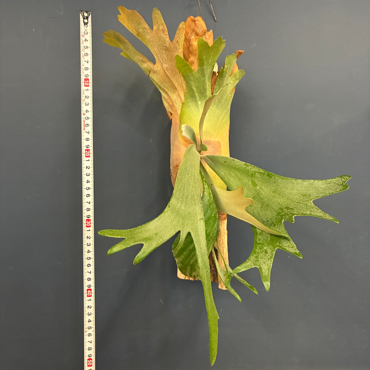 ビカクシダ Platycerium willinckii 板付け【347】【再撮影】