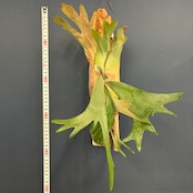 ビカクシダ Platycerium willinckii 板付け【347】【再撮影】