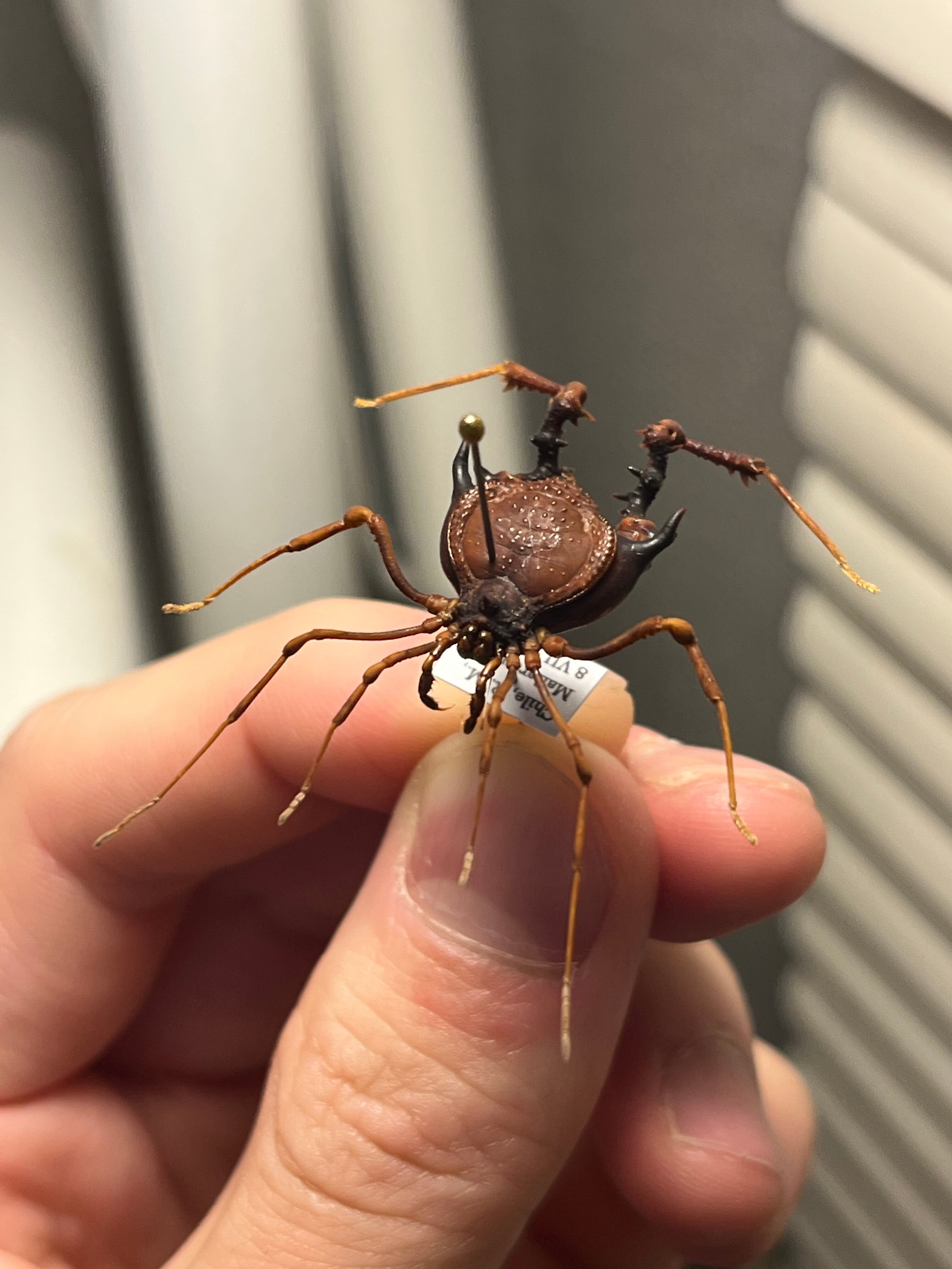 昆虫標本　チリザトウムシ 113208f837df6524e804b729431f23