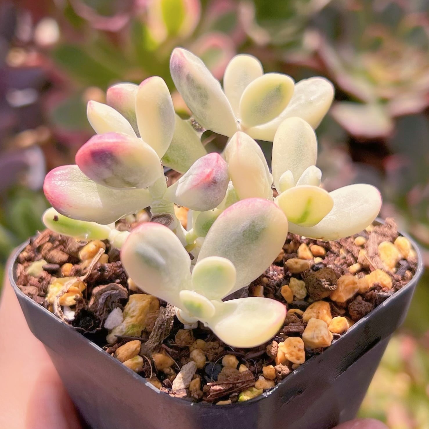 現品　達磨福娘錦#620   るる農園