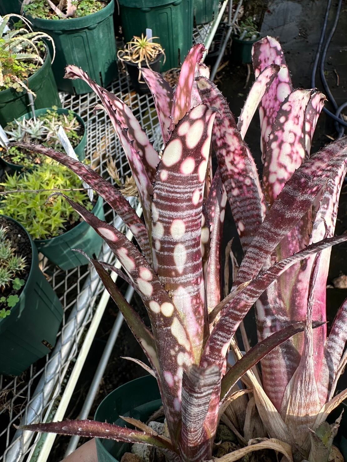 ビルベルギア タルボット 「Talbot creseent moon 」 ビルベルギア タルボット 「Talbot creseent moon 」 Yahoo