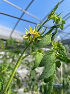 フルーツトマト　ご家庭用　1kg箱(内容量800g程度)