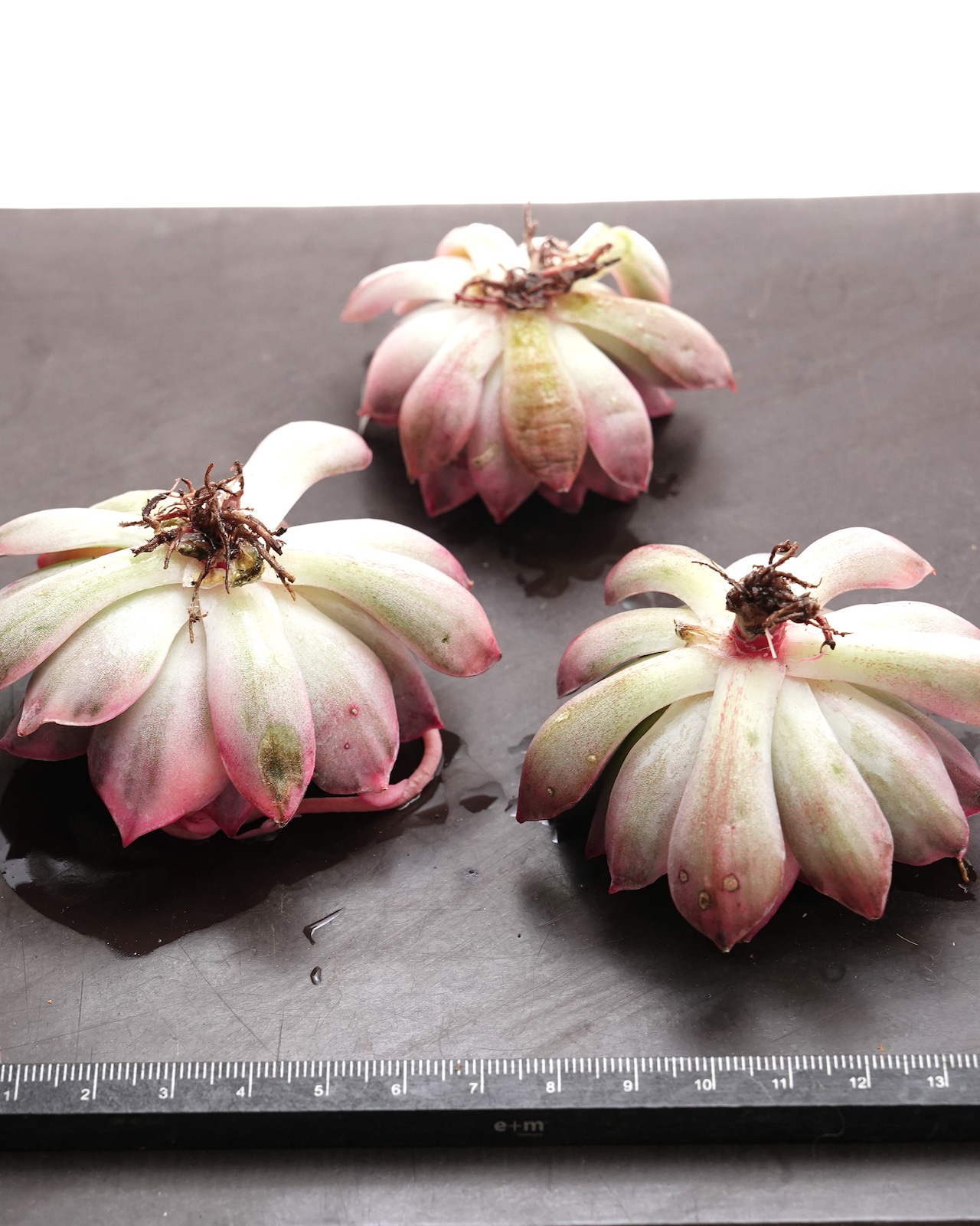 カット苗 エスター錦 Echeveria 'Esther Variegated'