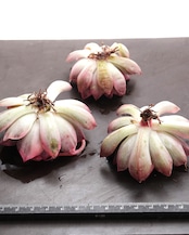 カット苗 エスター錦 Echeveria 'Esther Variegated'