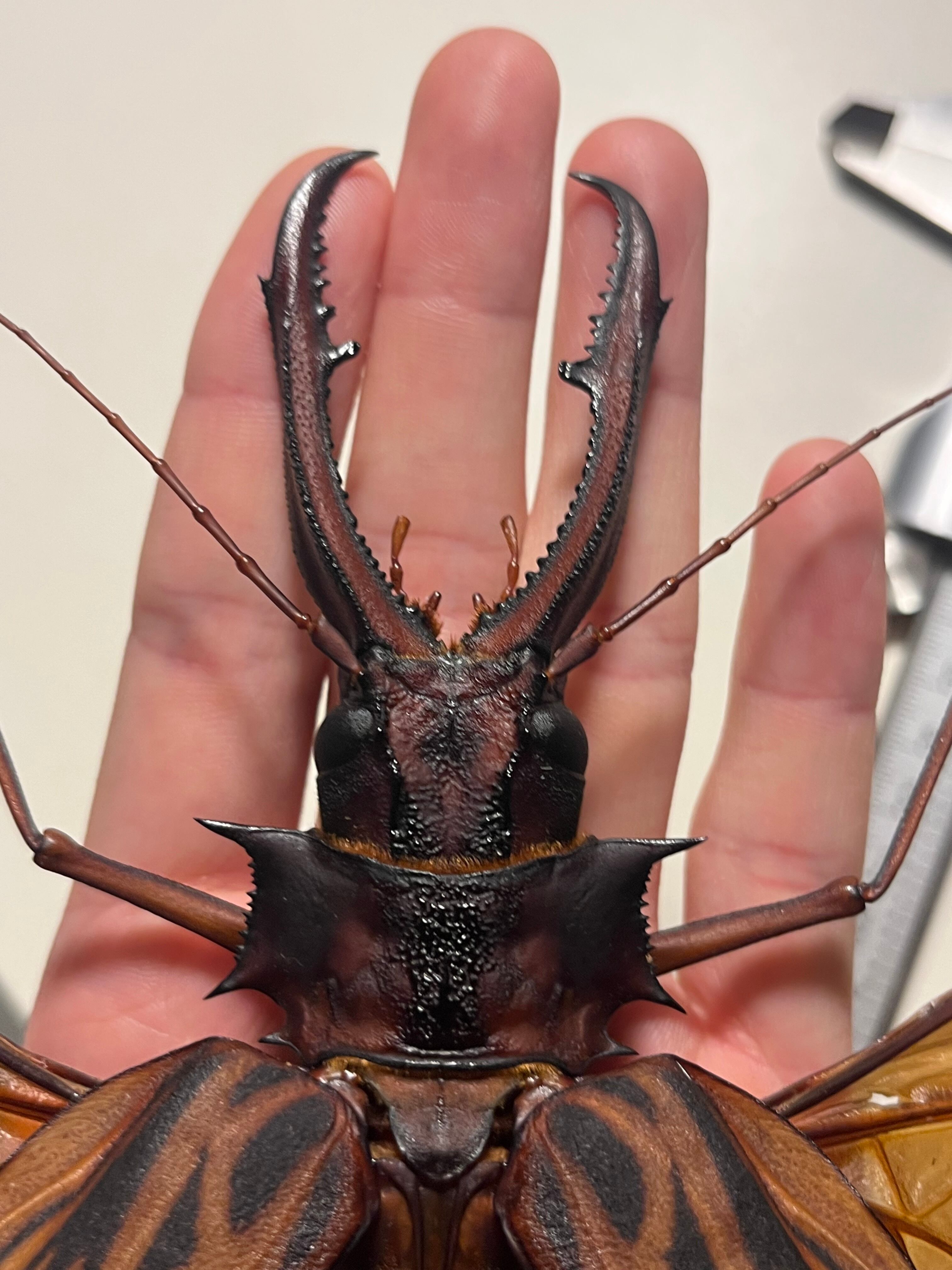 開翅155mm】オオキバウスバカミキリ 標本 Macrodontia cervicornis