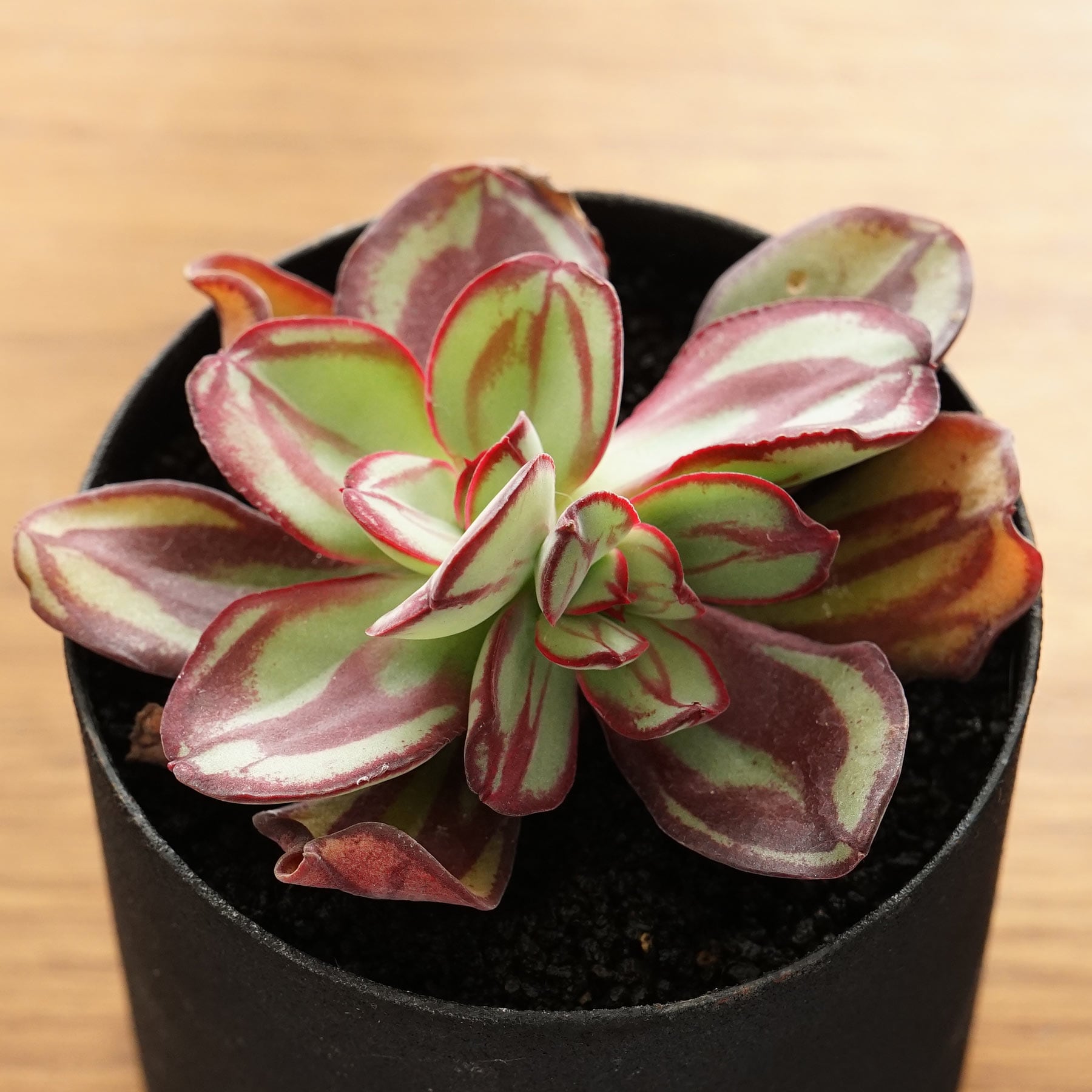 多肉植物 アエオニウム 紅覆輪錦 カット苗 （多肉植物 アエオニウム 紅 