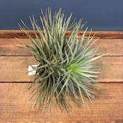 チランジア ヒューストン【617】