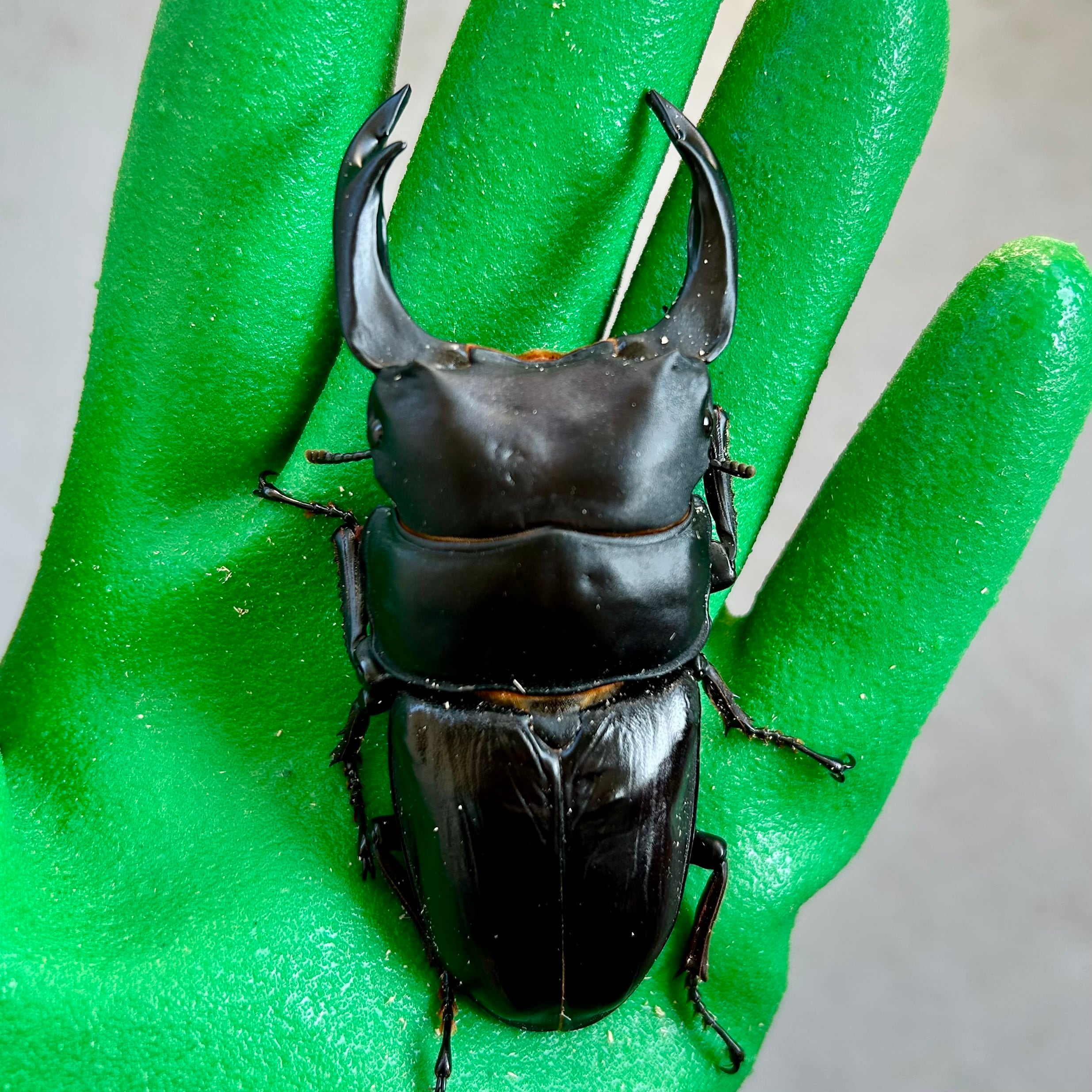 87.5mm】能勢SRオオクワガタ ♂No.A2401-24 | Pay ID