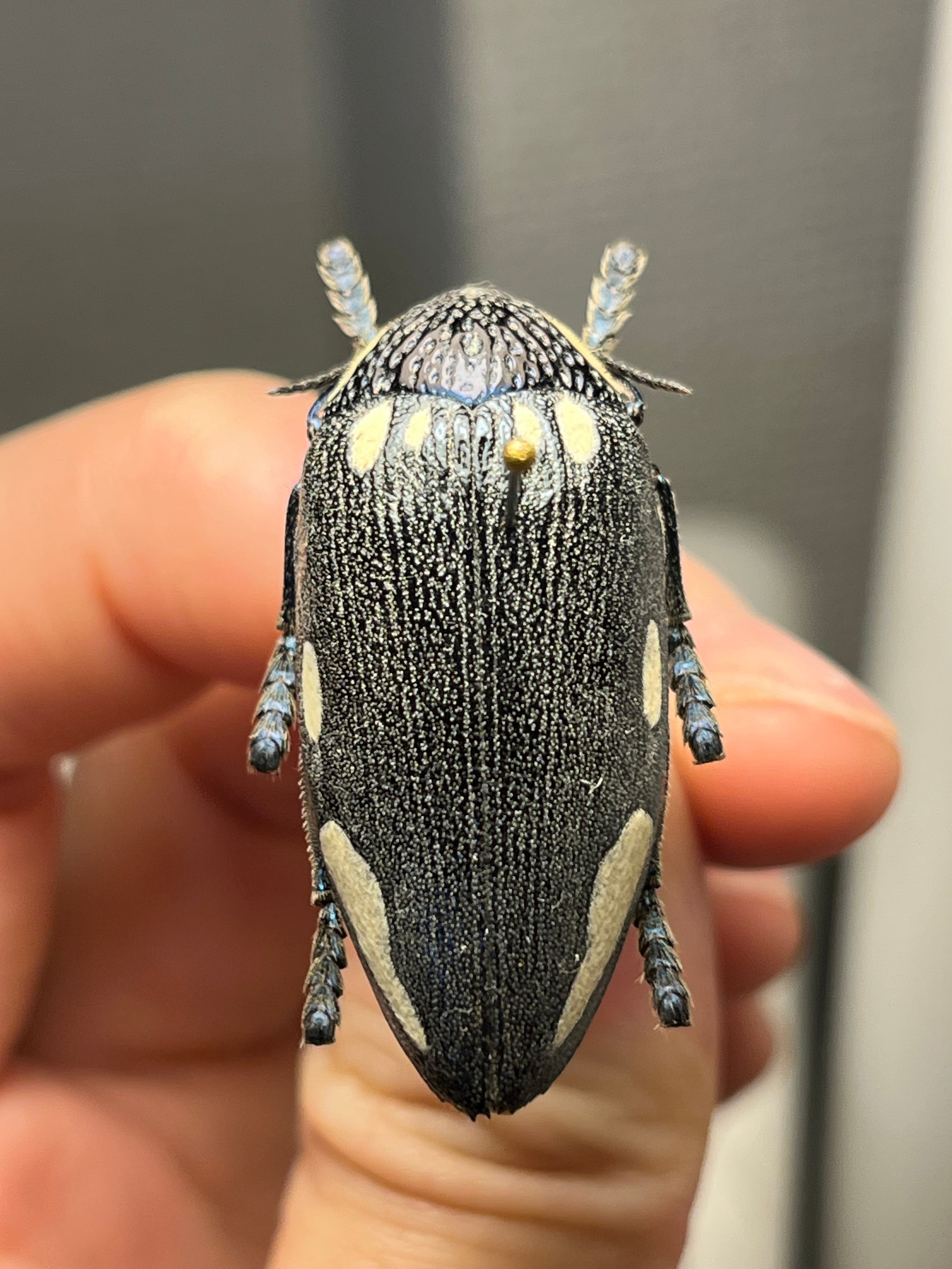 お相撲感のあるヘリカメムシの一種 標本カミキリタマムシスハンダエプラチナコガネ 在庫品 即納 ニジイロフトタマムシ フトタマムシ スハンダエ プラチナ
