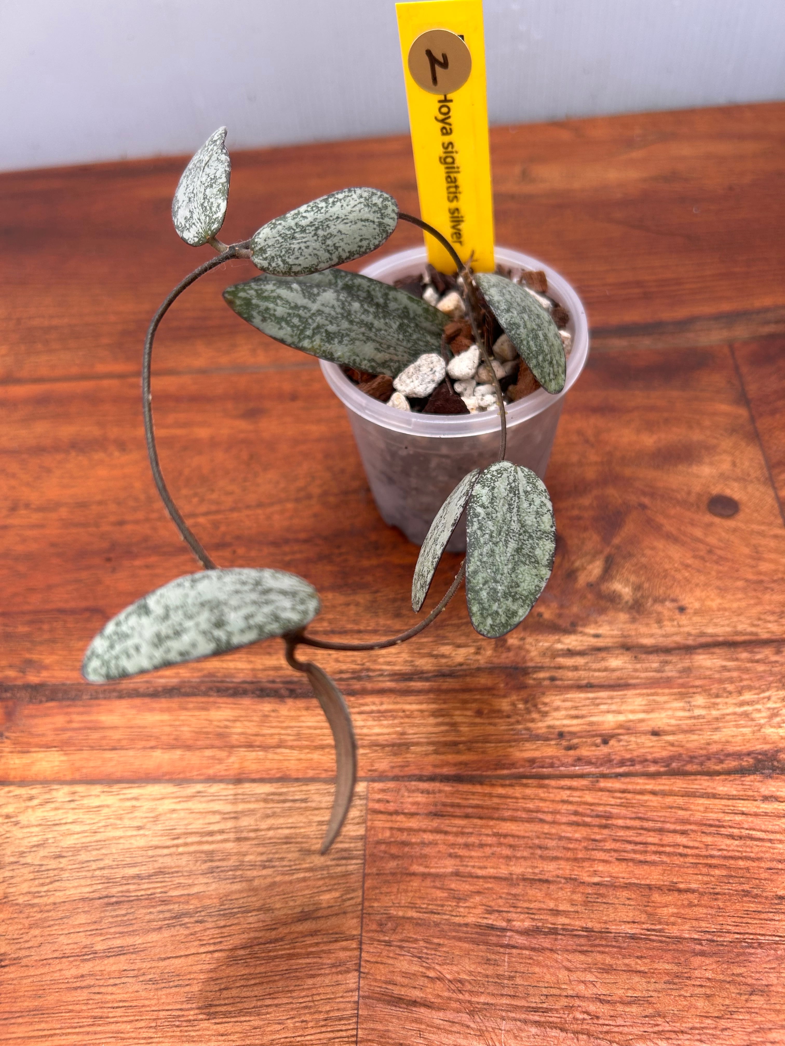 その他観葉植物 HOYA sigilaris silver ホヤ シギラティス シルバー ② | BALI-AN 園芸