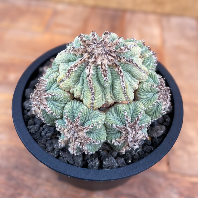 Aztekium ritteri【アズテキウム・花籠・実生】