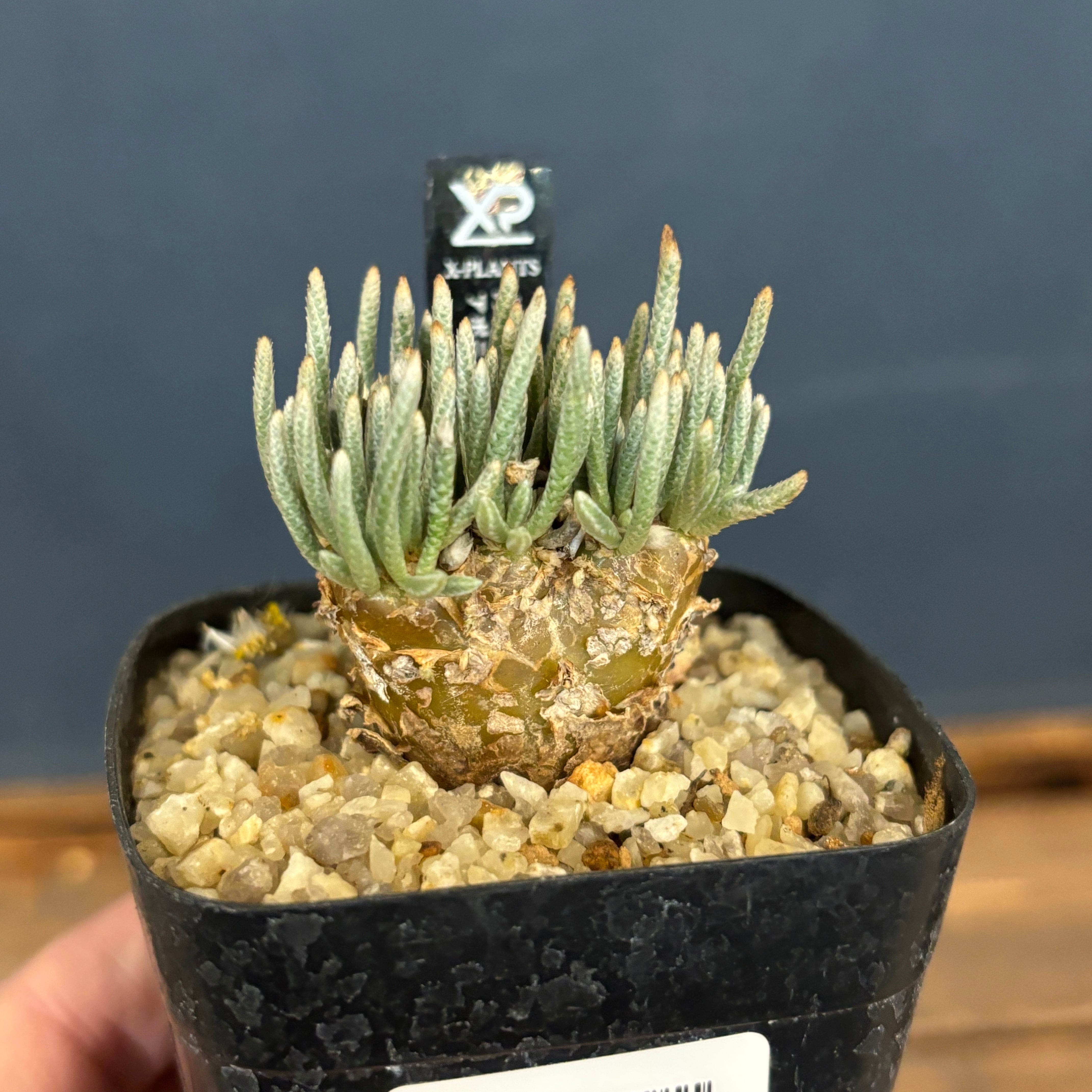 アボニア クイナリア【295】 | PROTOLEAF プロトリーフ